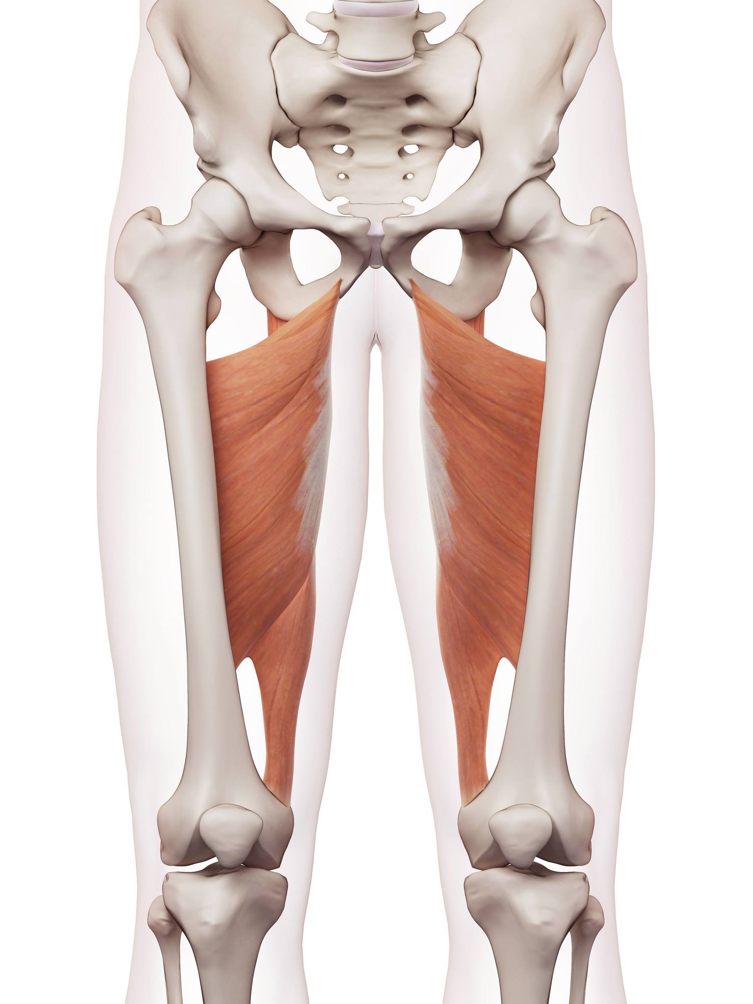 Adductor magnus