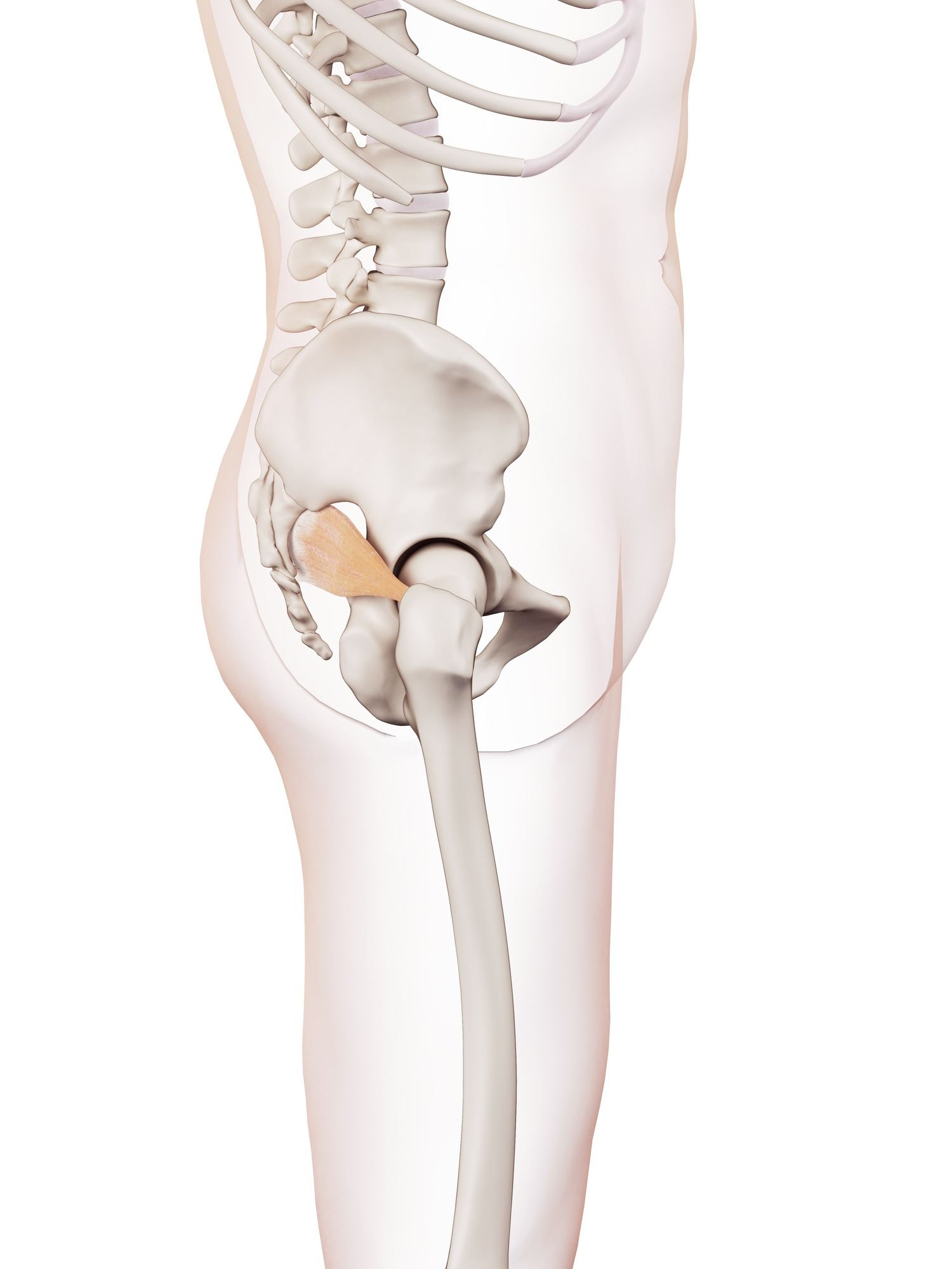Piriformis