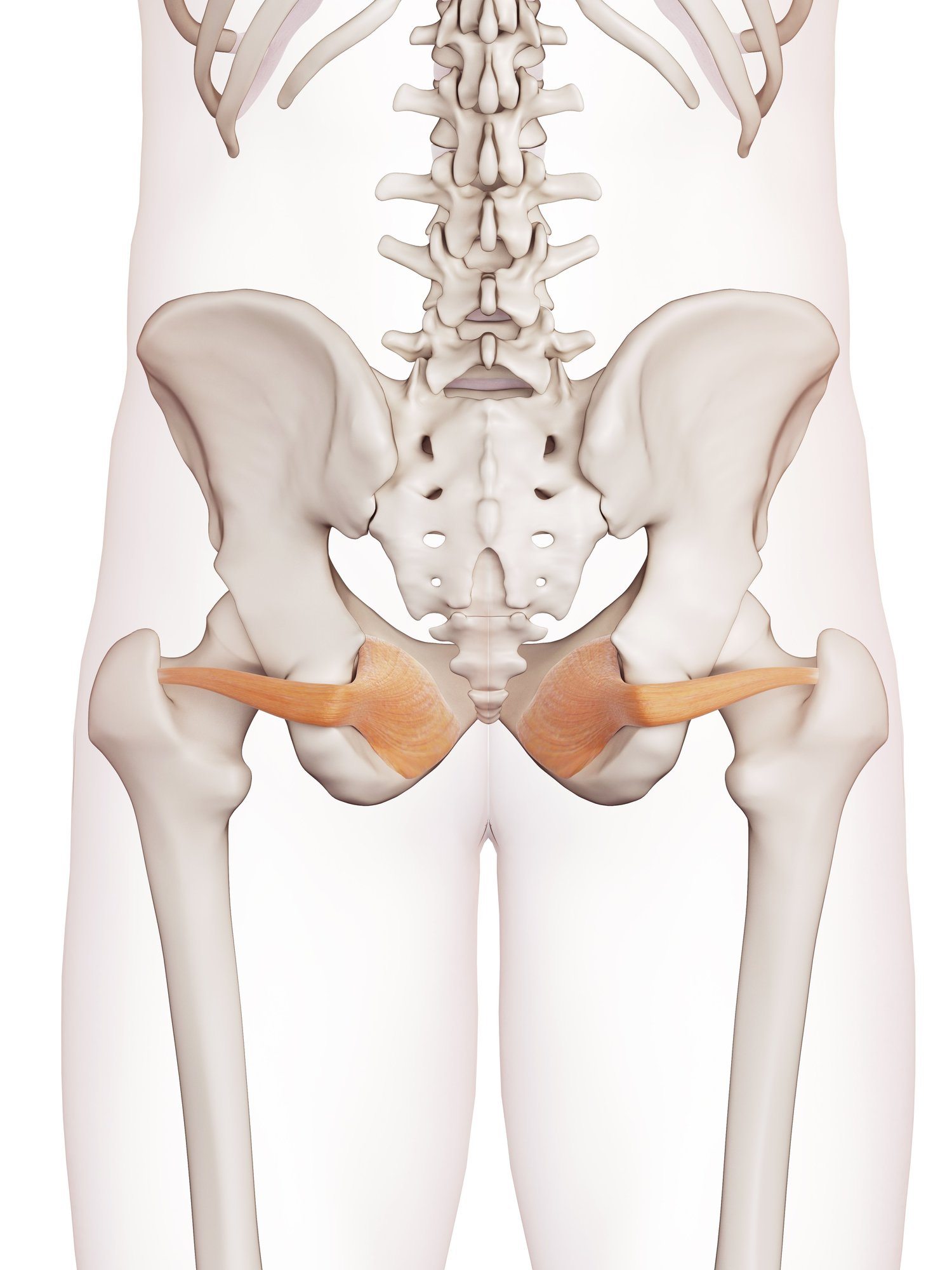 Obturator internus