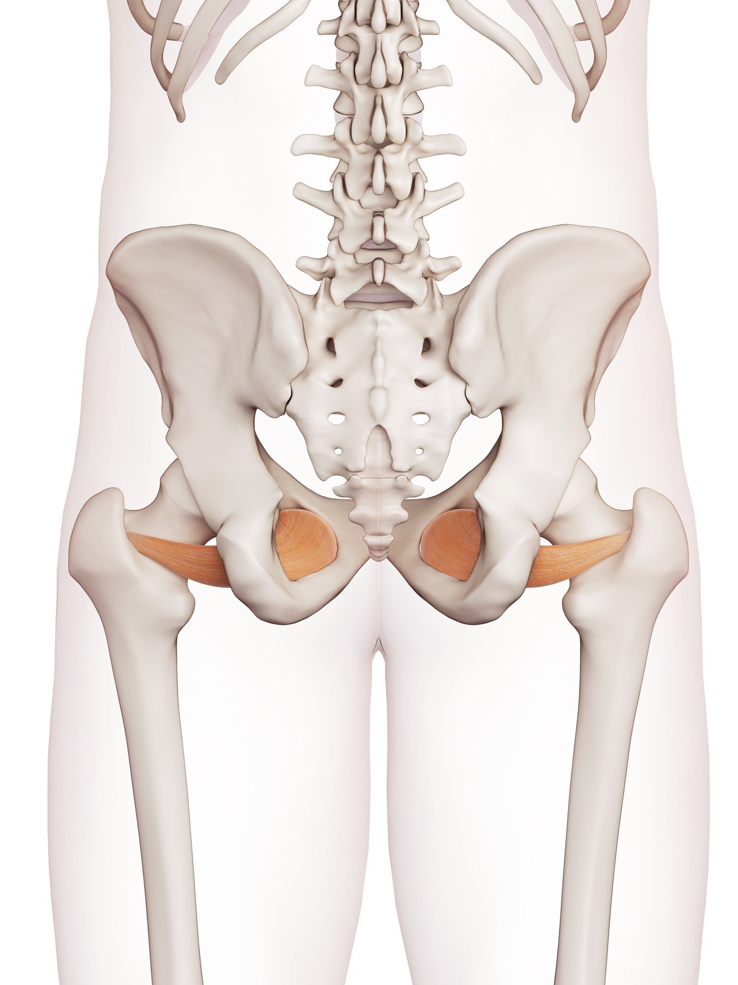 Obturator externus