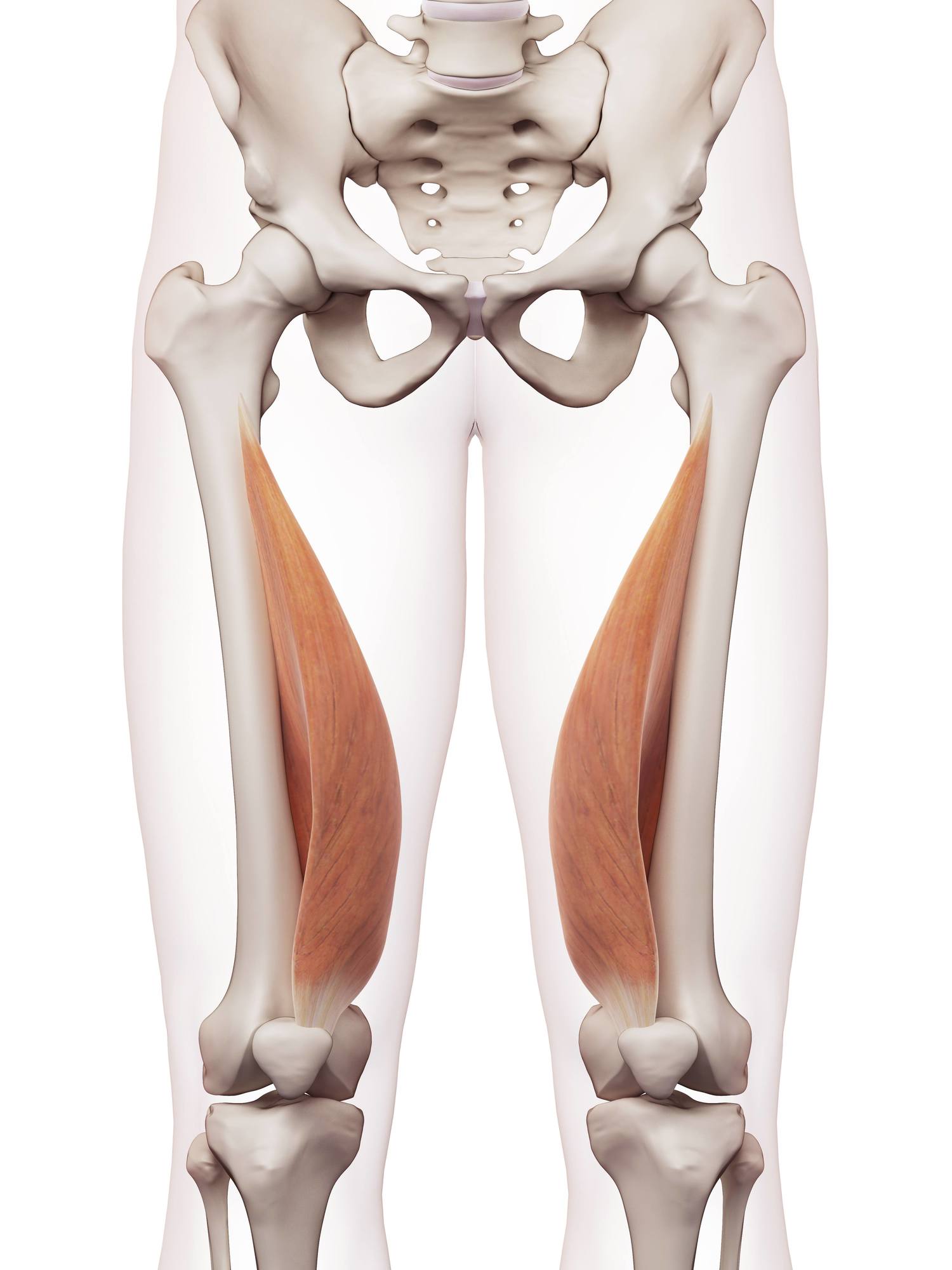 Vastus medialis