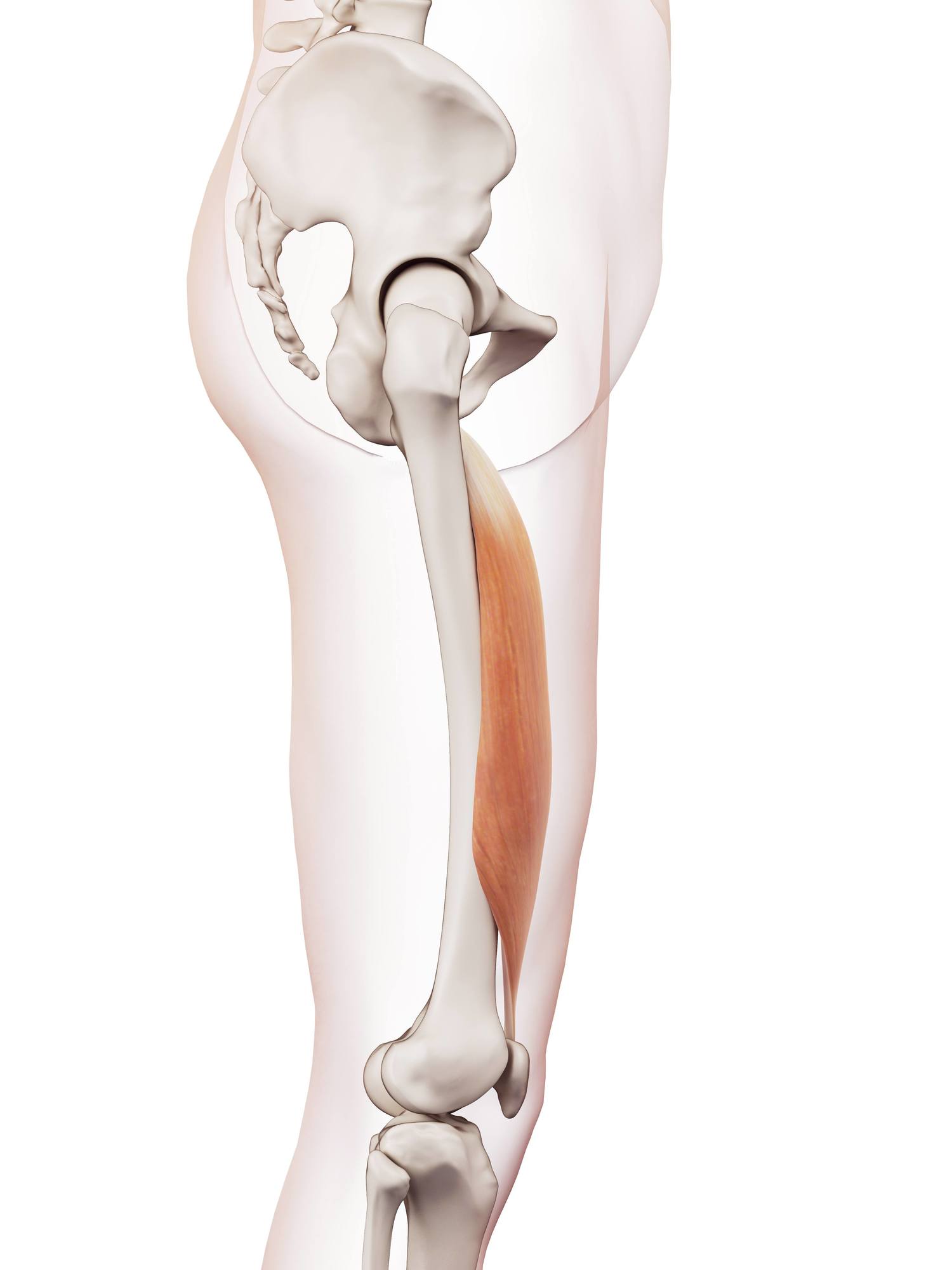 Vastus intermedius