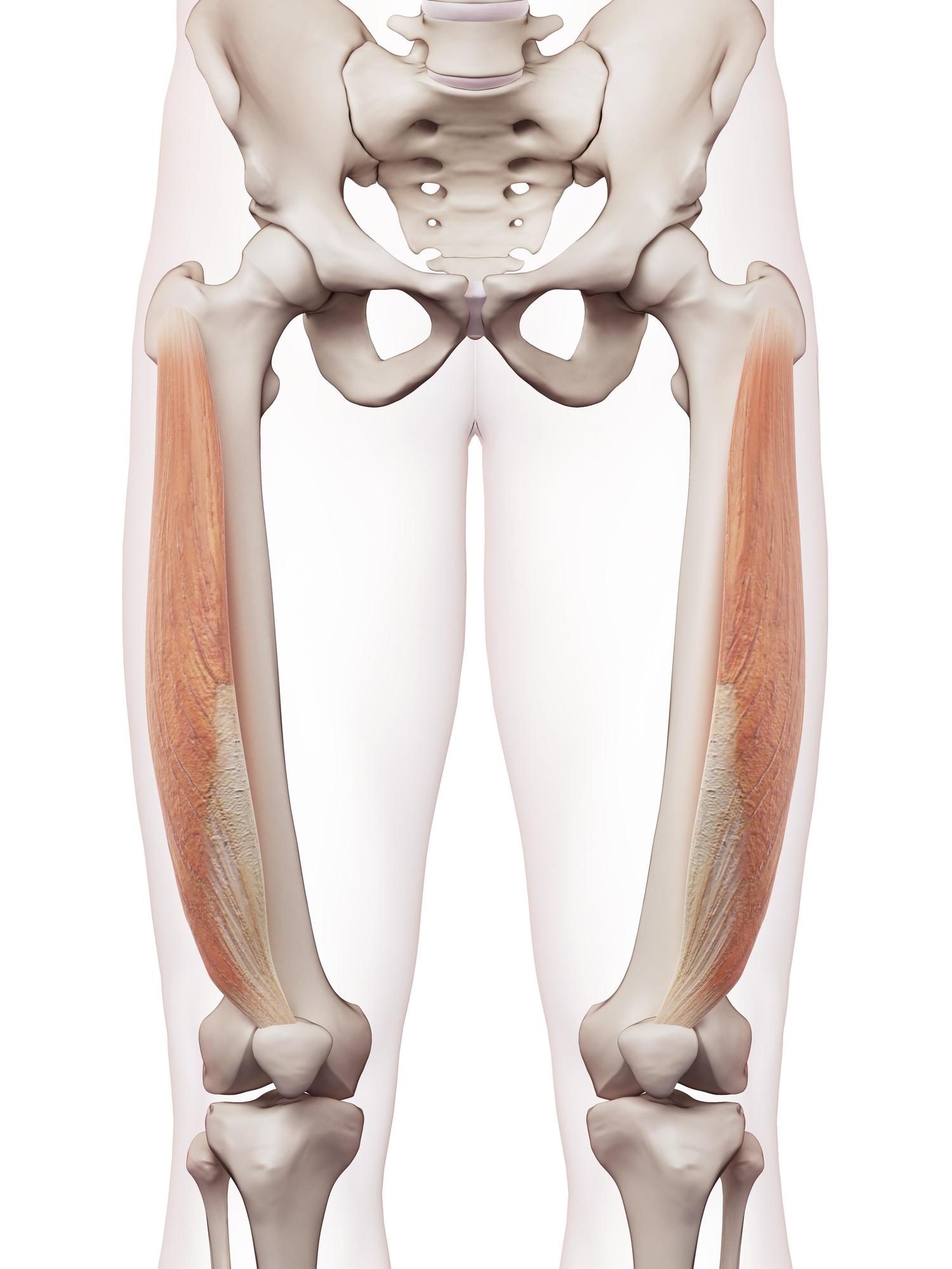 Vastus lateralis