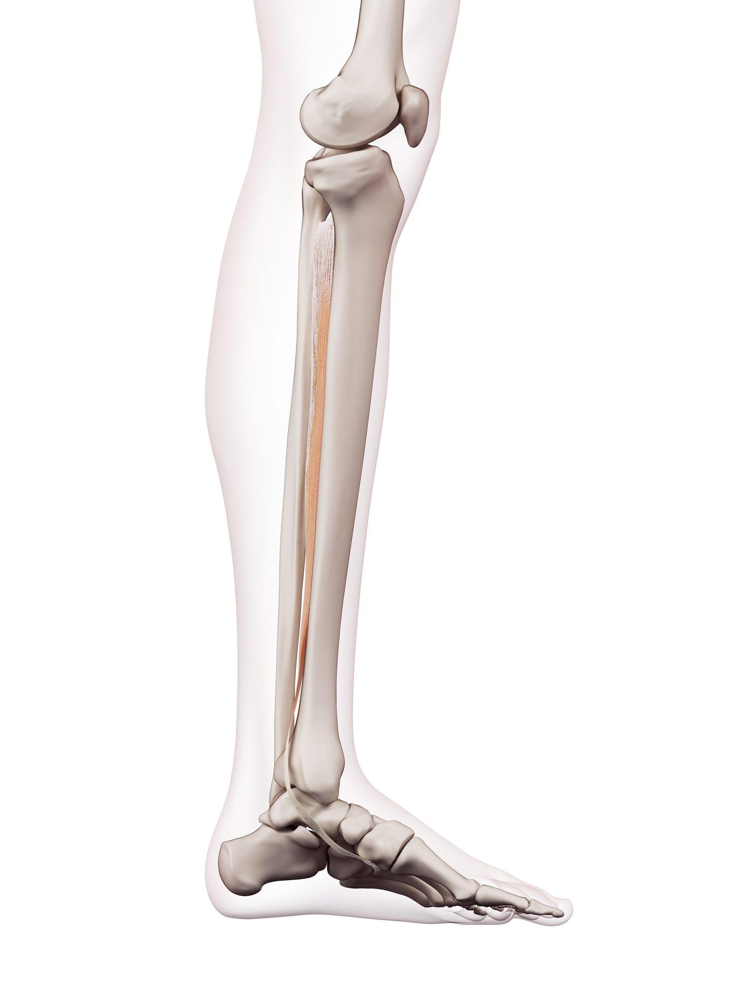 Tibialis posterior