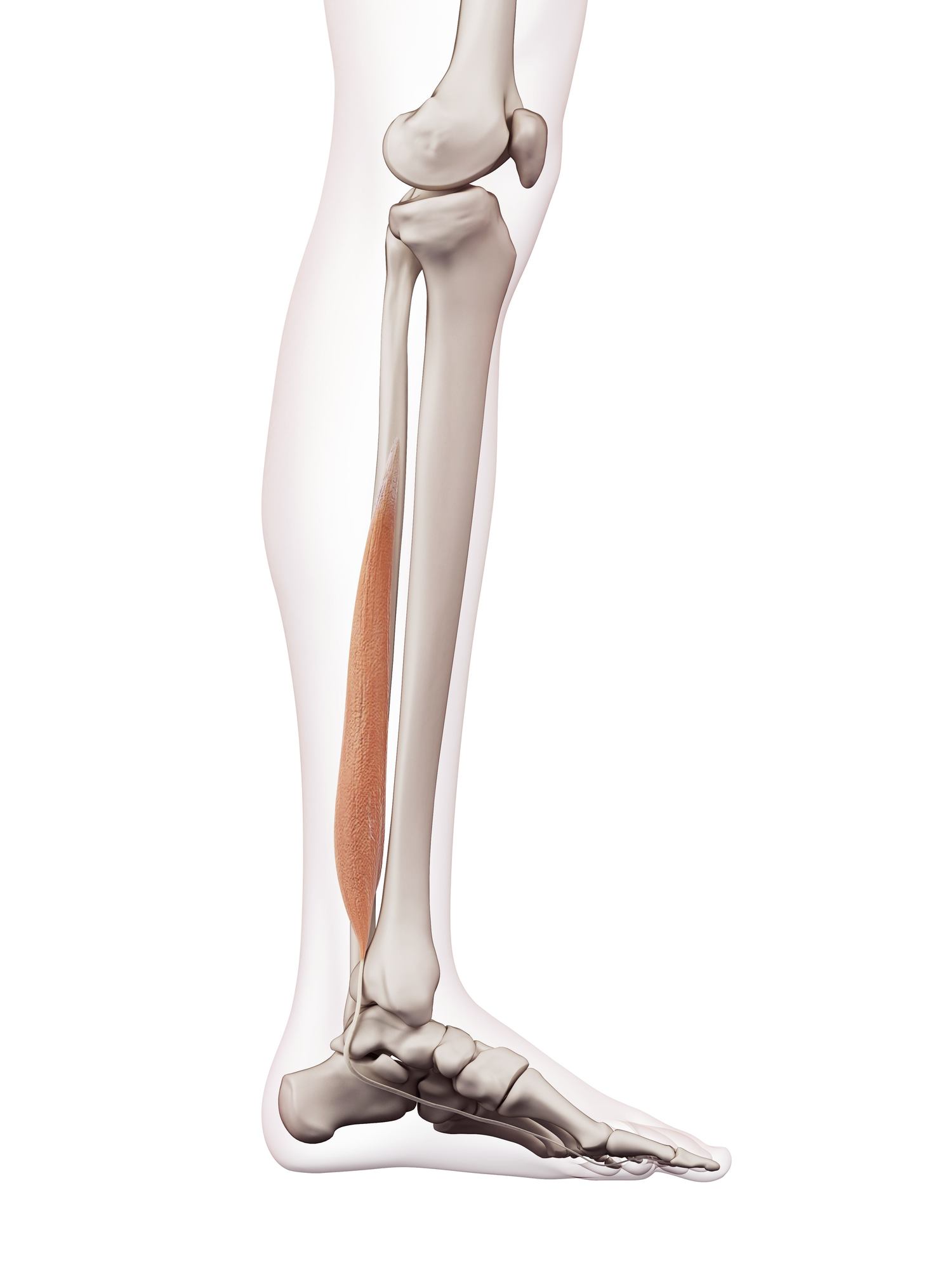 Flexor hallucis longus