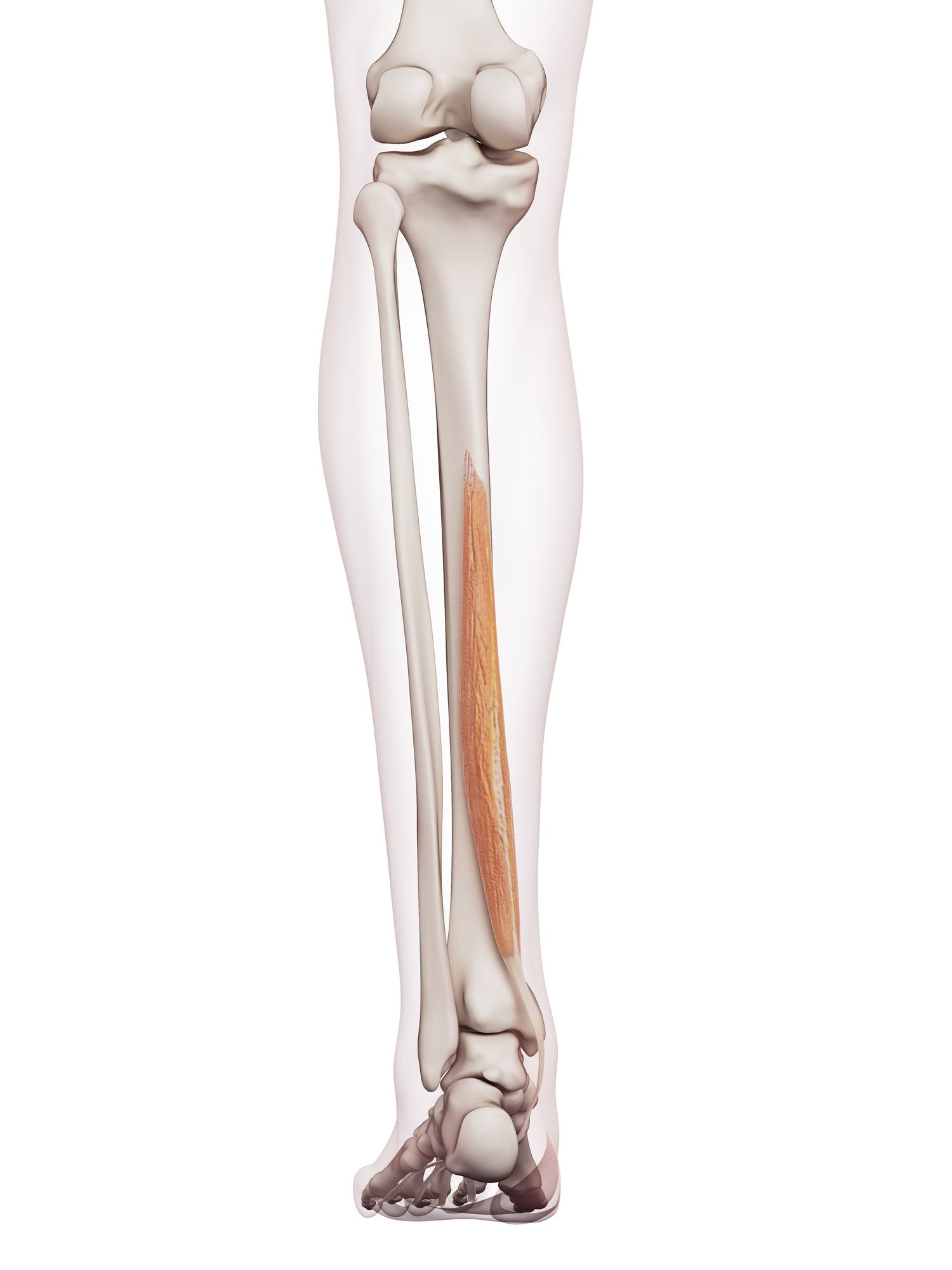 Flexor digitorum longus