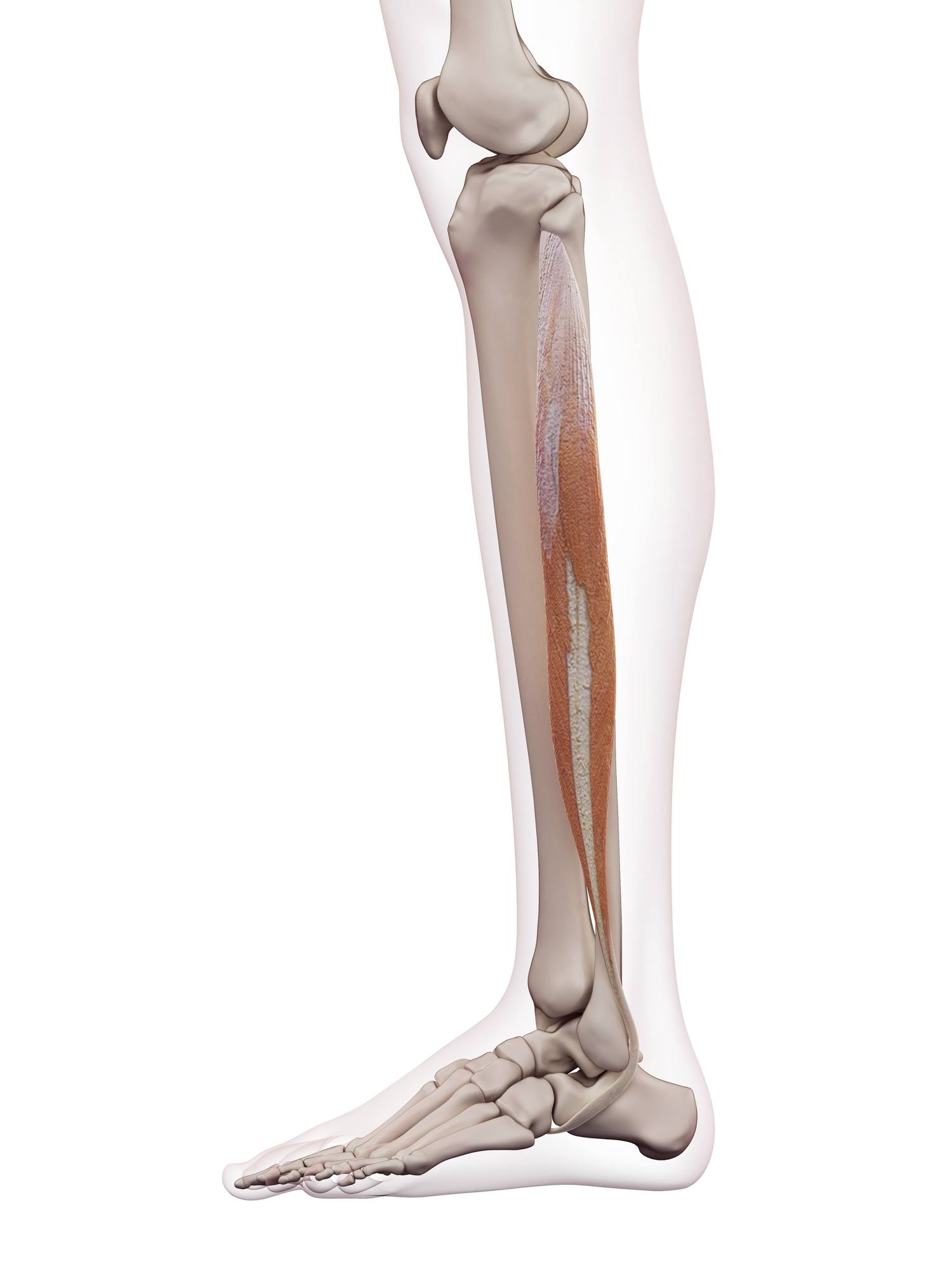 Fibularis longus