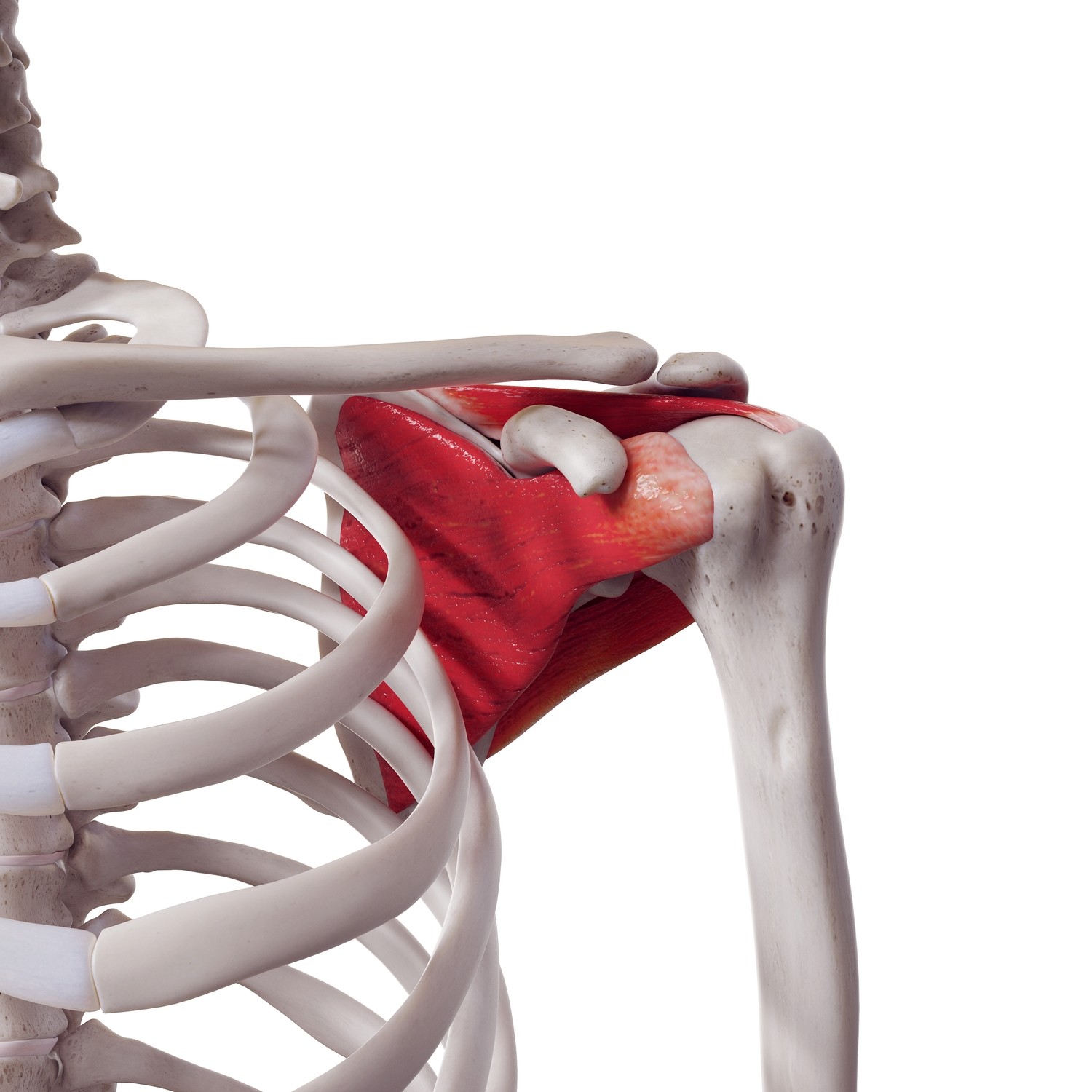 Rotator cuff