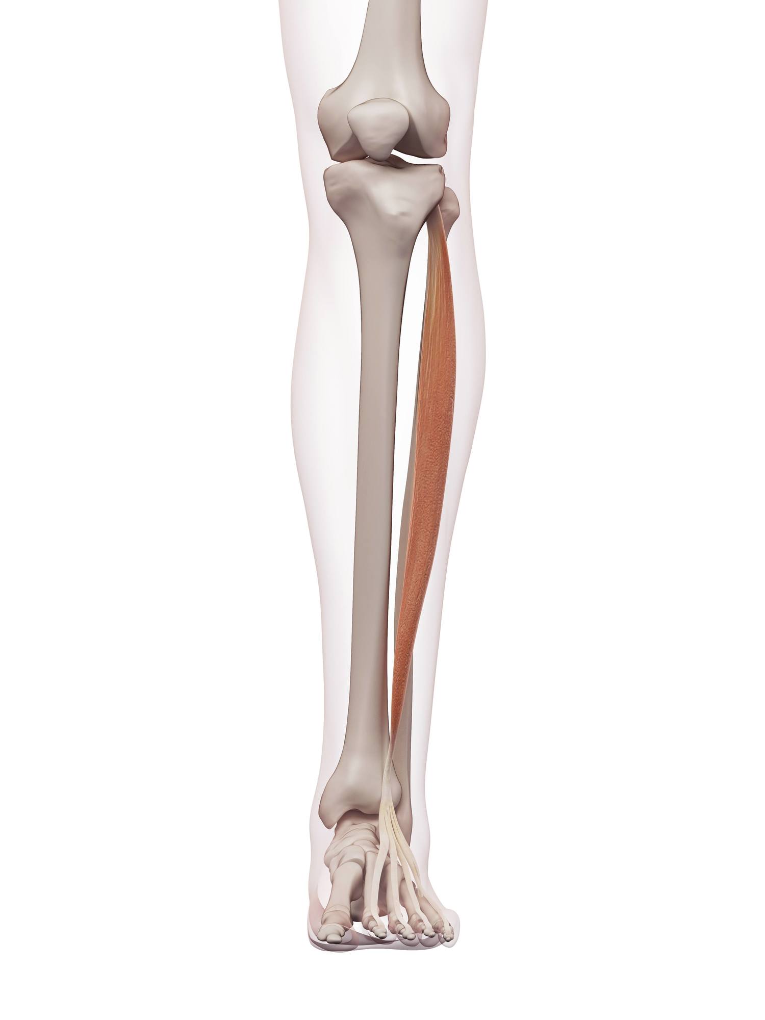 Extensor digitorum longus