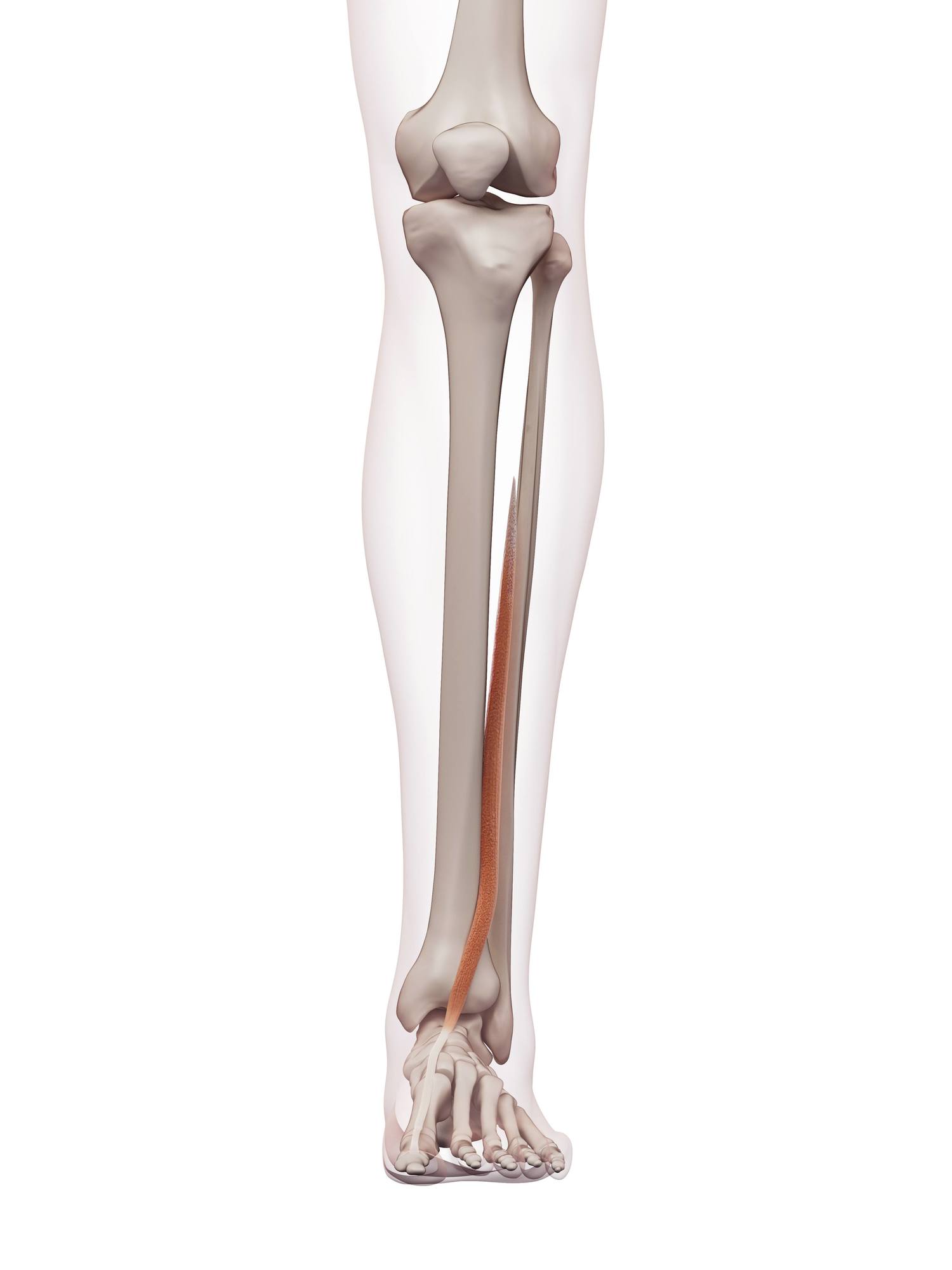 Extensor hallucis longus