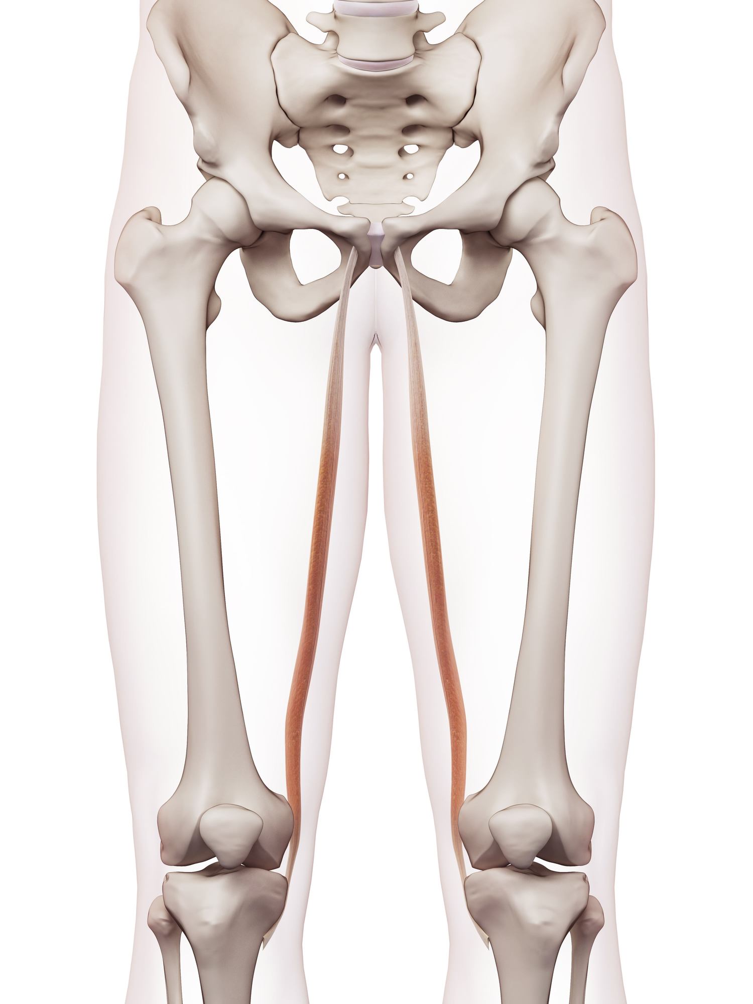 Gracilis