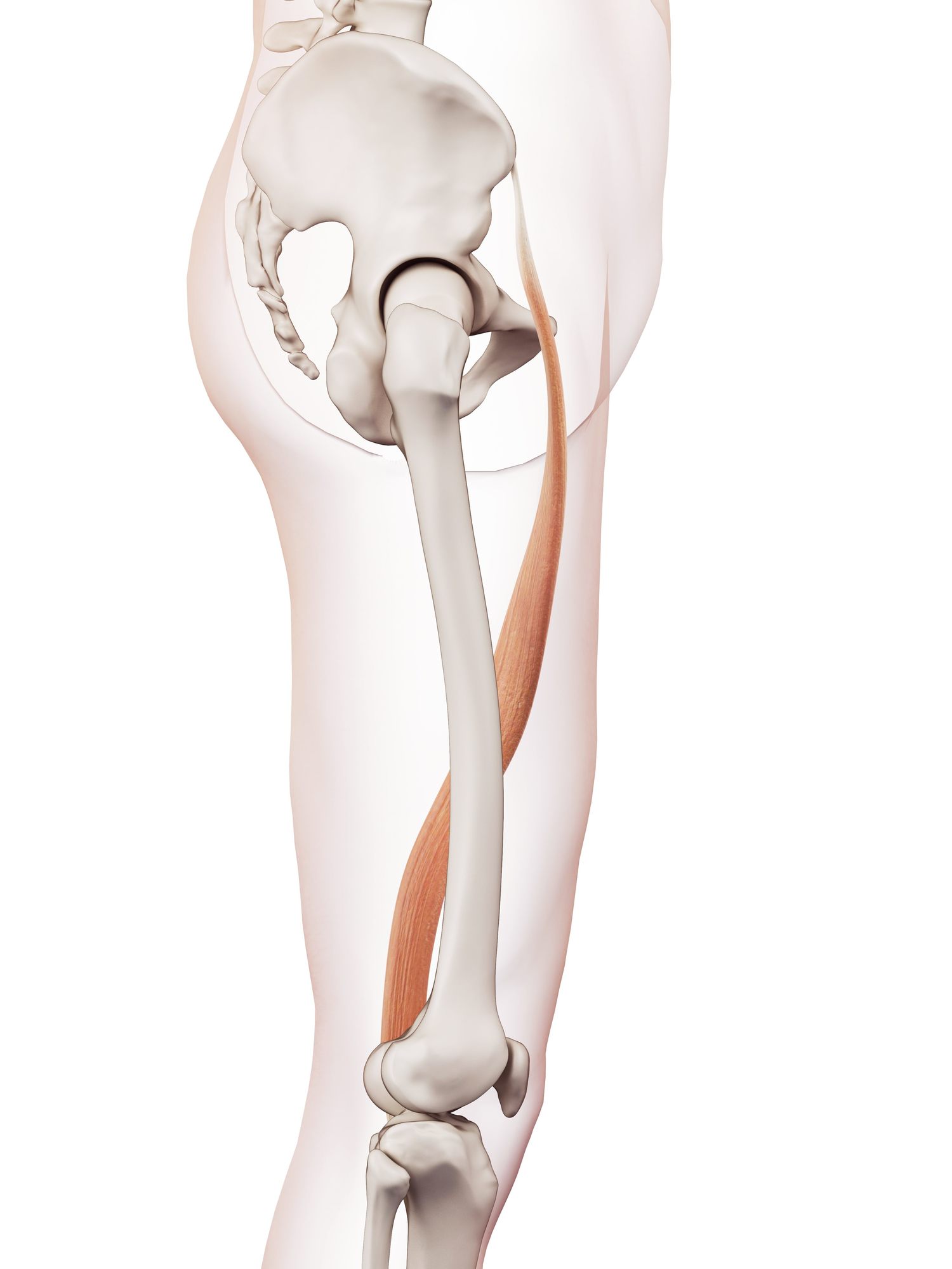 Sartorius