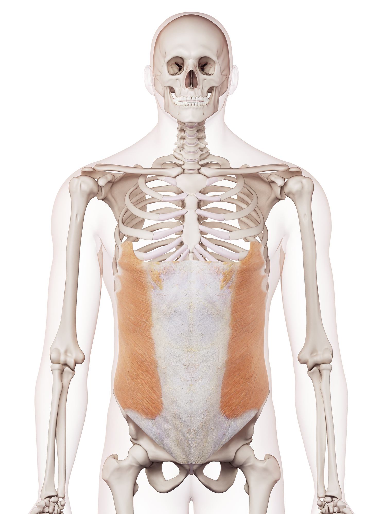 External oblique