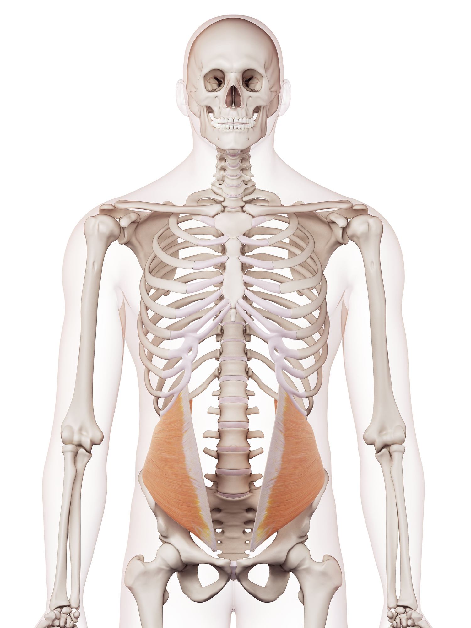 Internal oblique