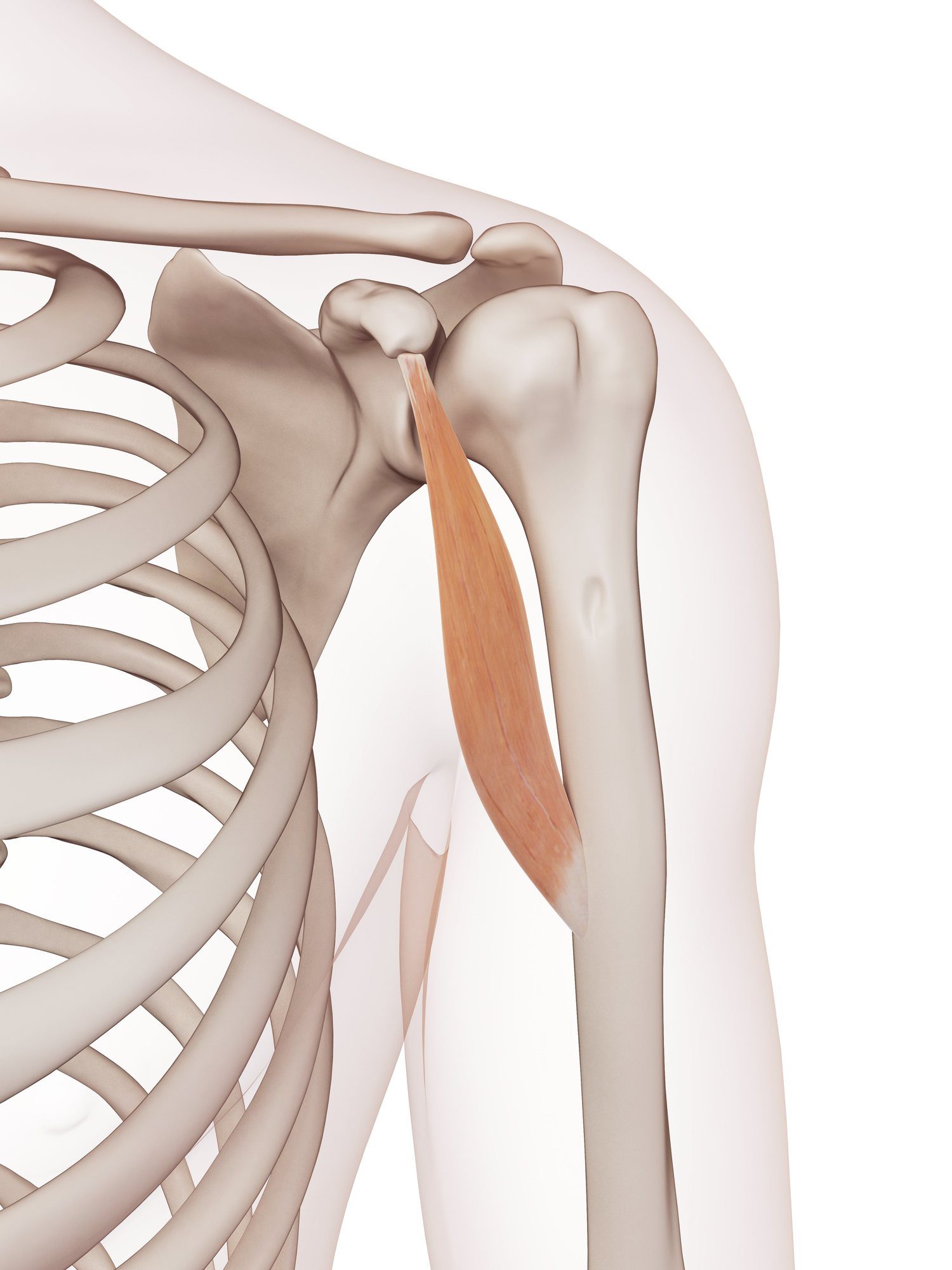 Coracobrachialis