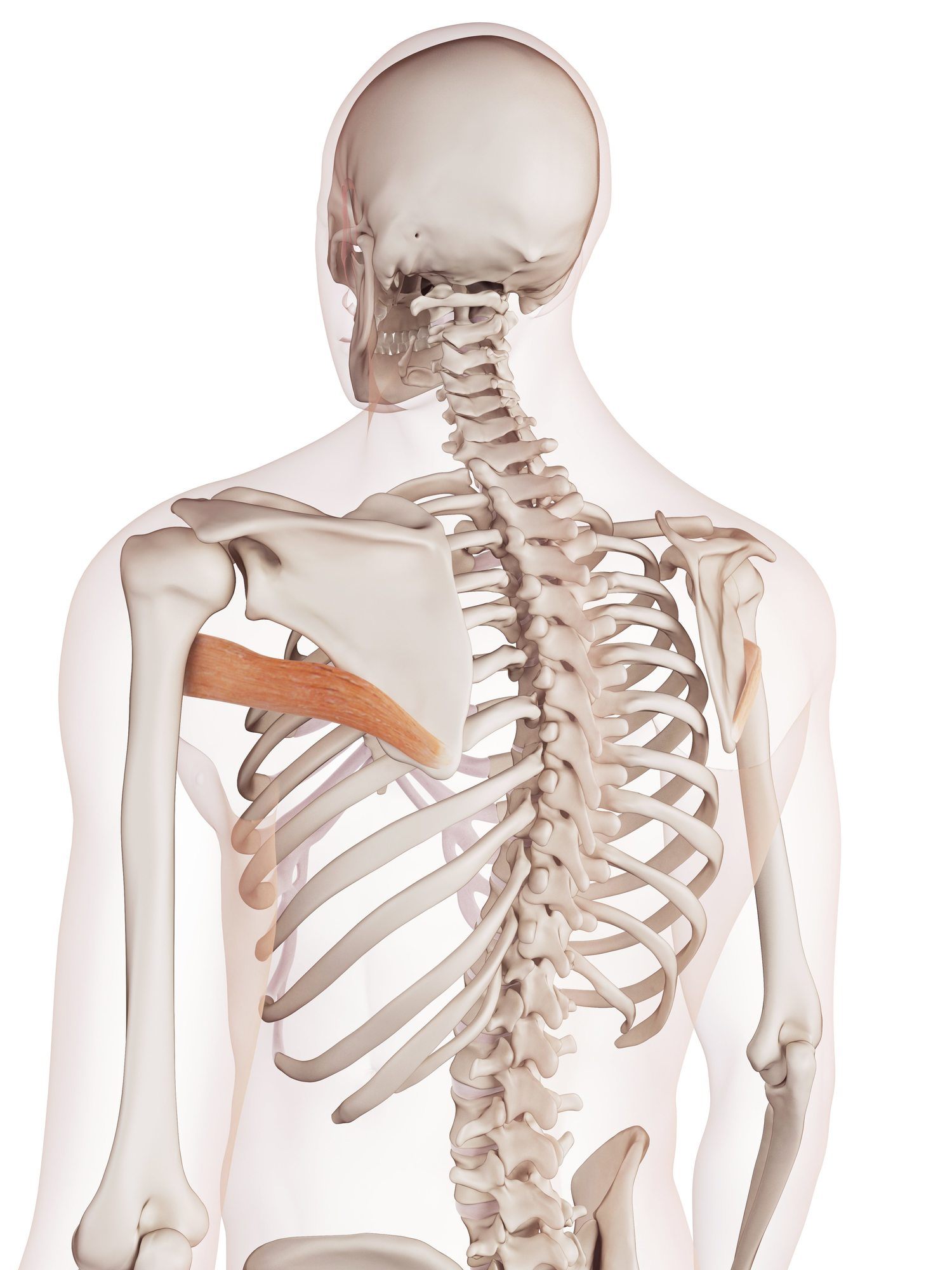 Teres major