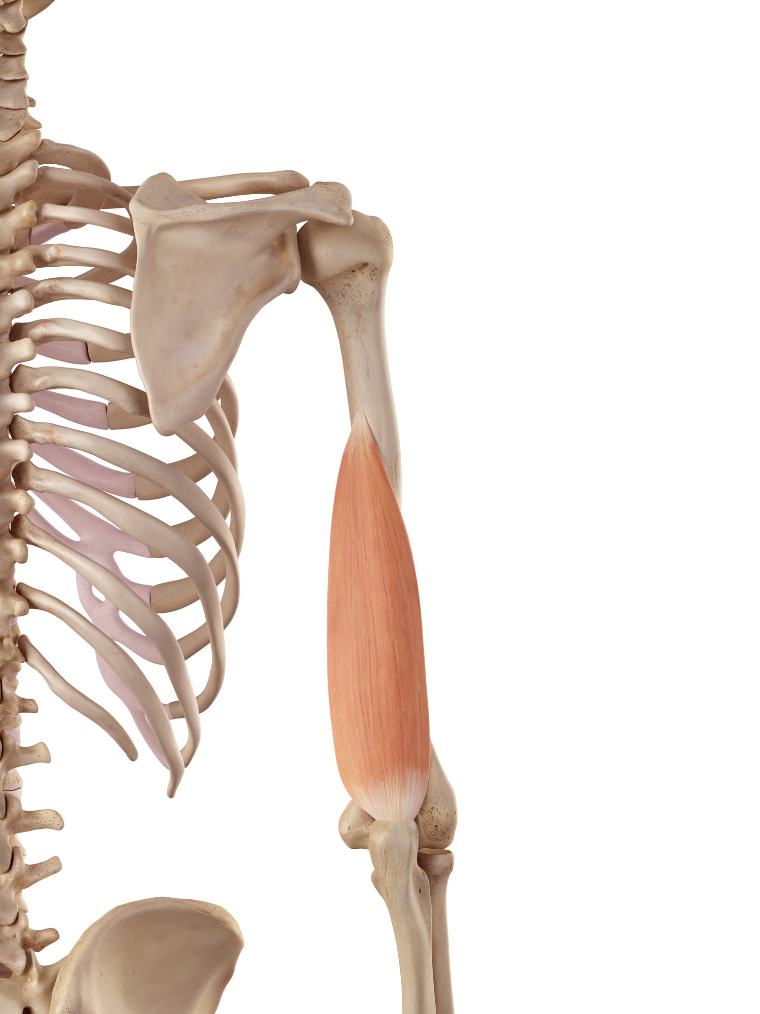 Triceps brachii (medial head)