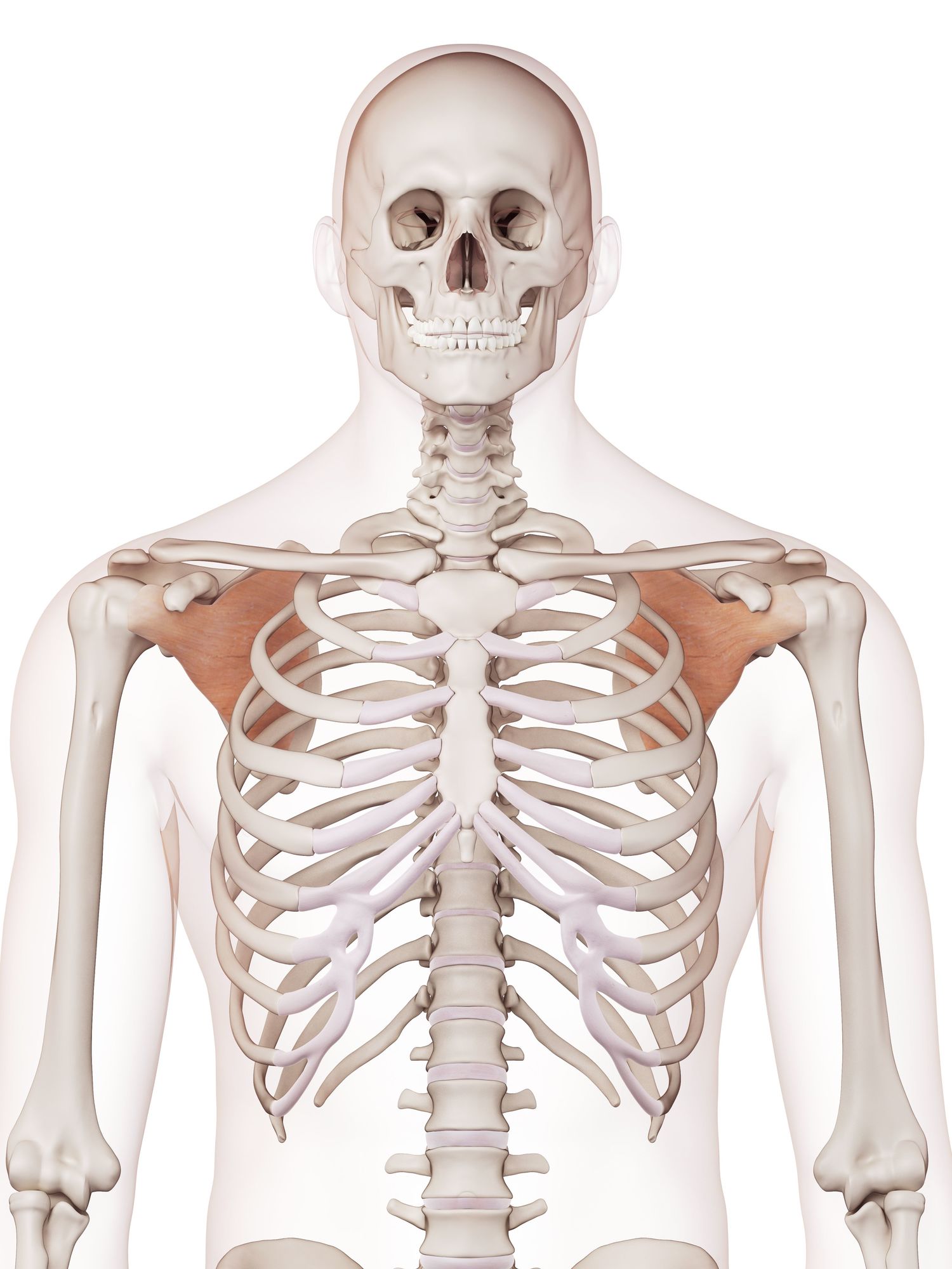 Subscapularis