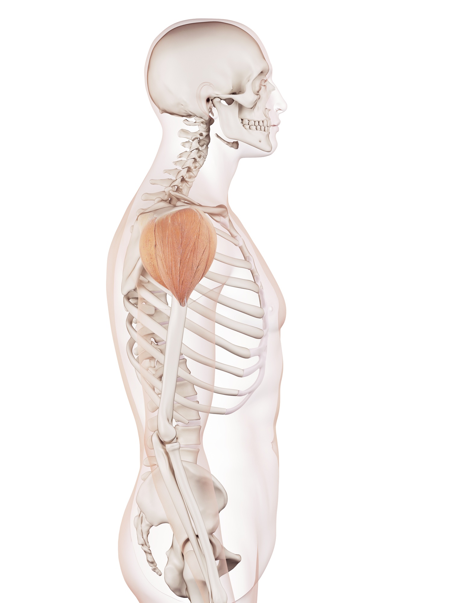 Deltoid