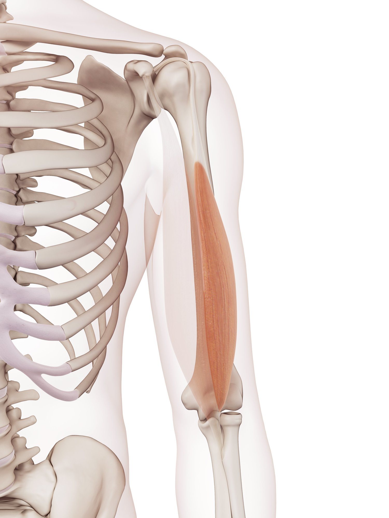 Biceps brachii (long head)