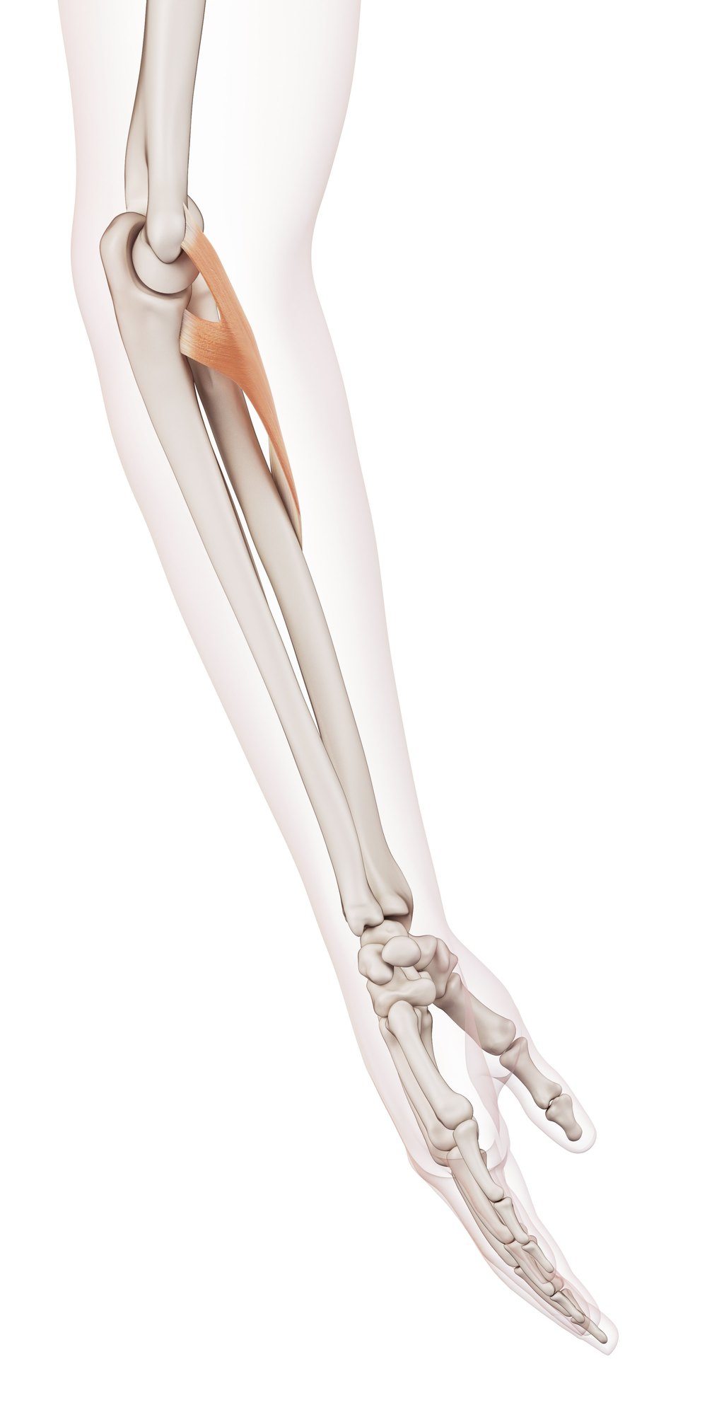 Pronator teres