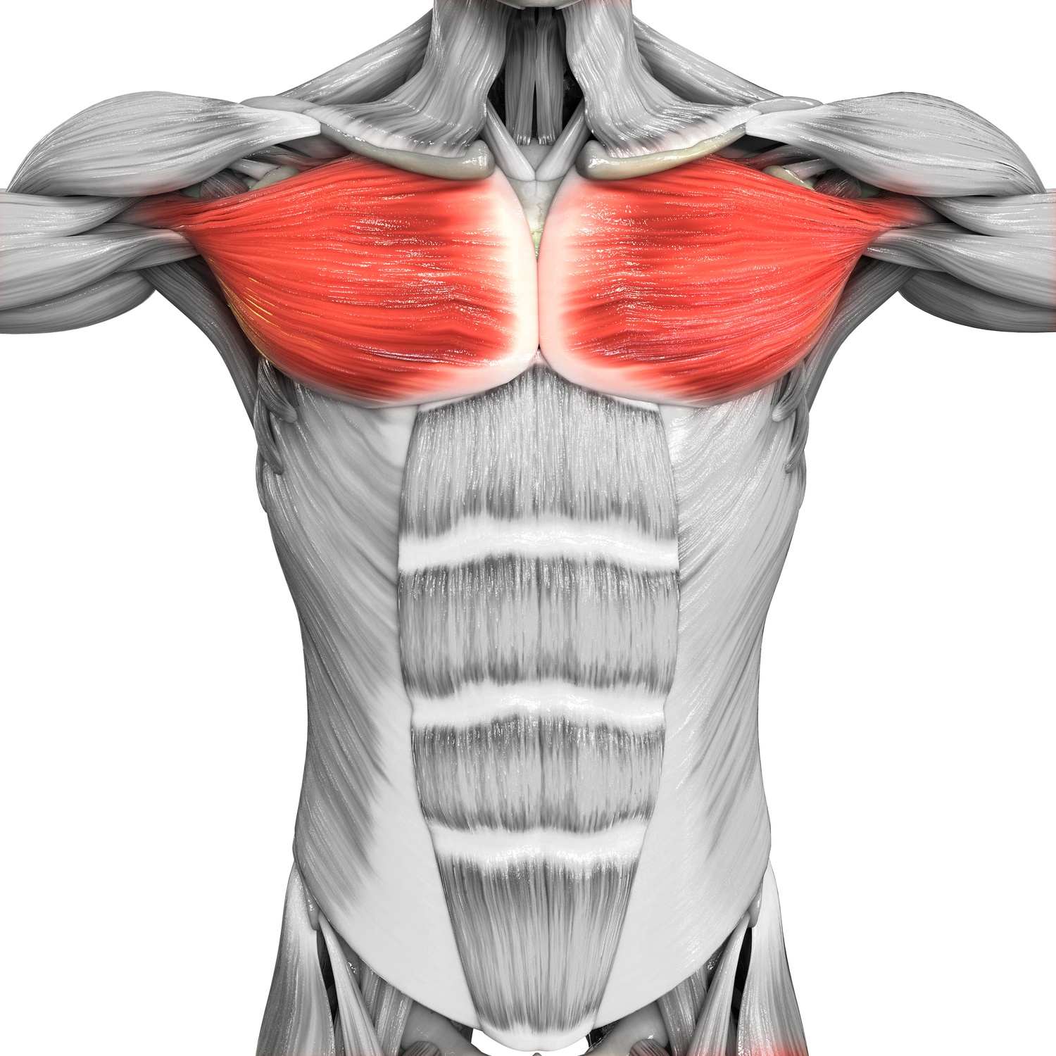 Chest