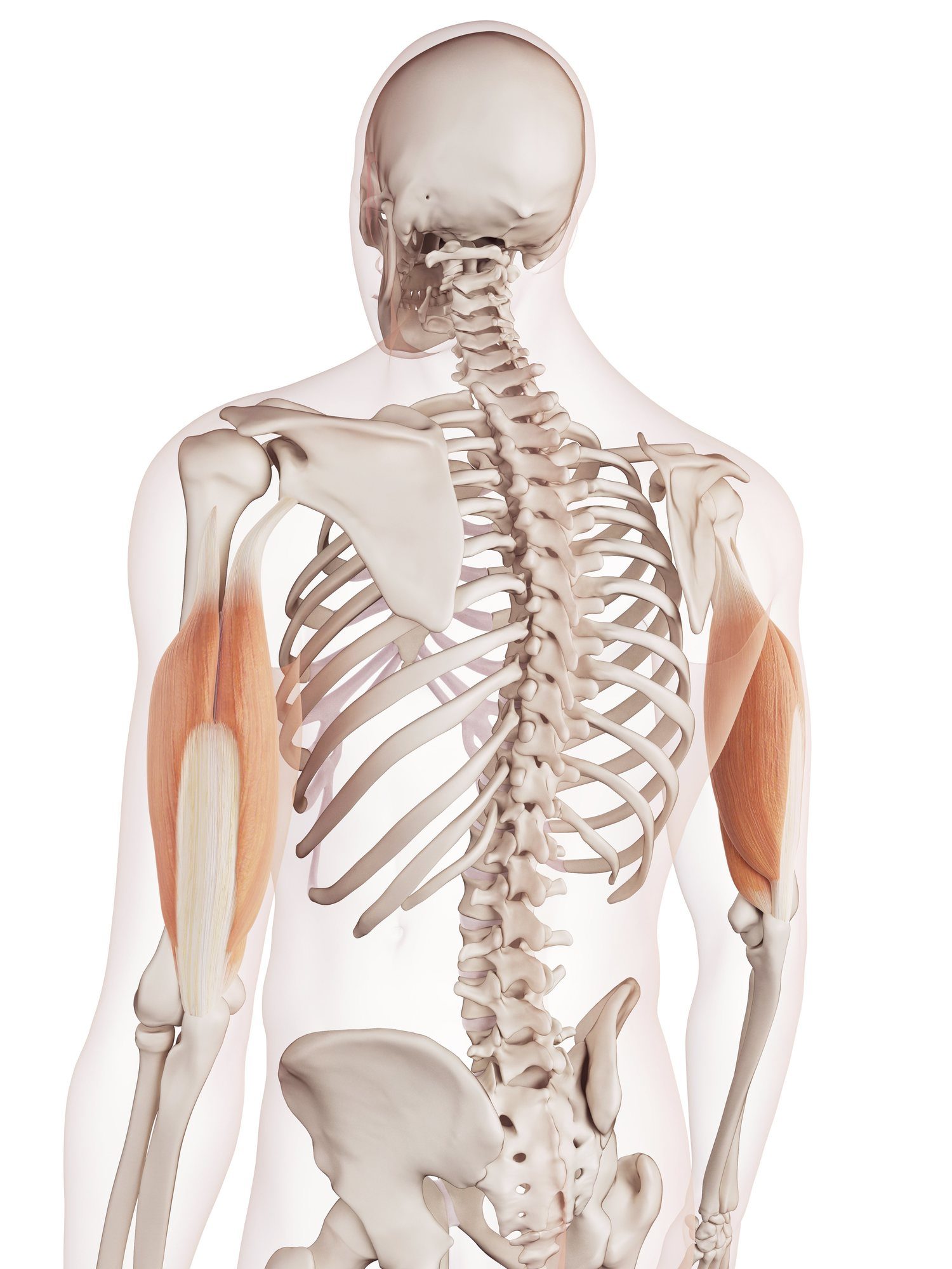 Triceps