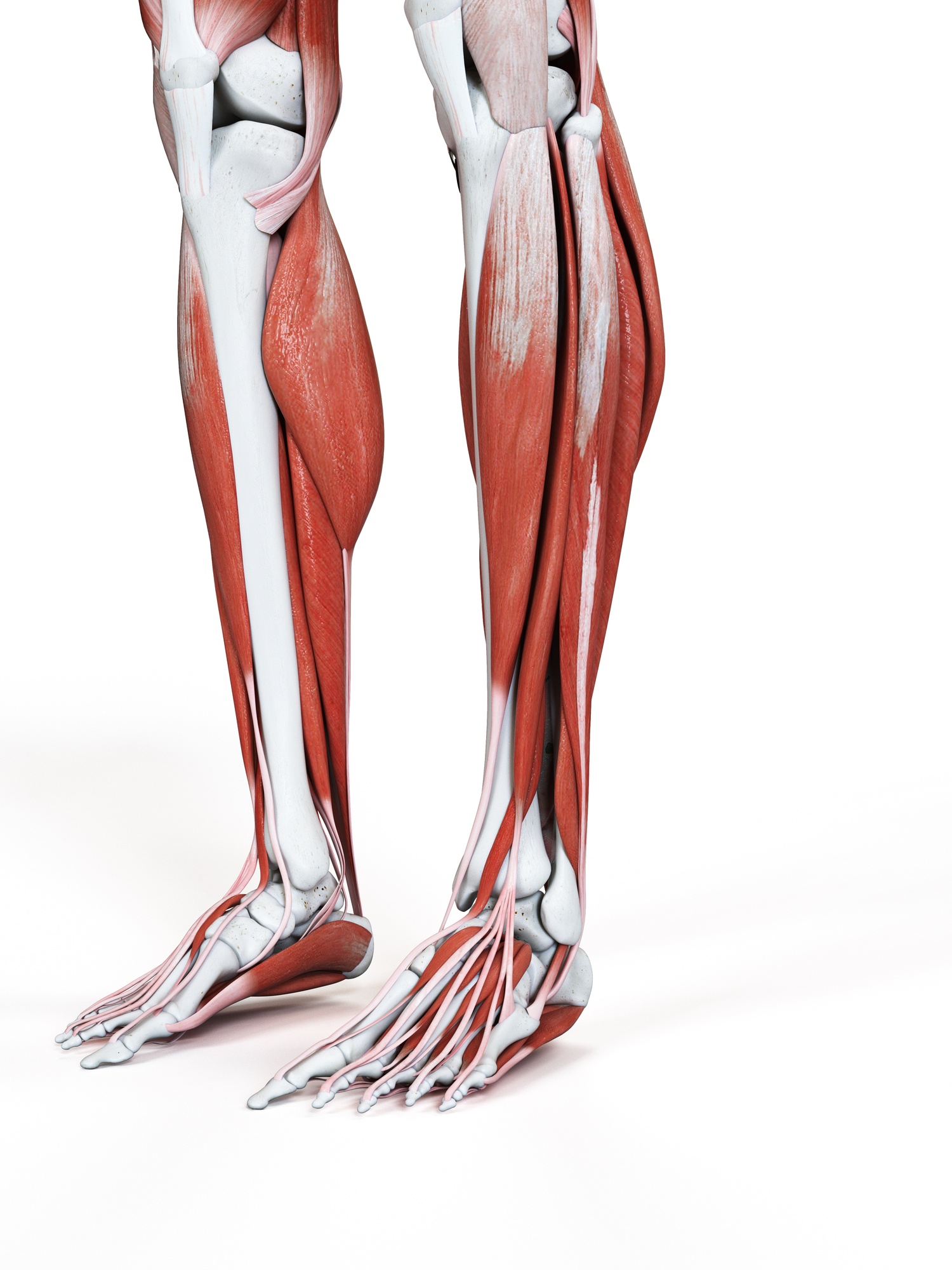 Legs