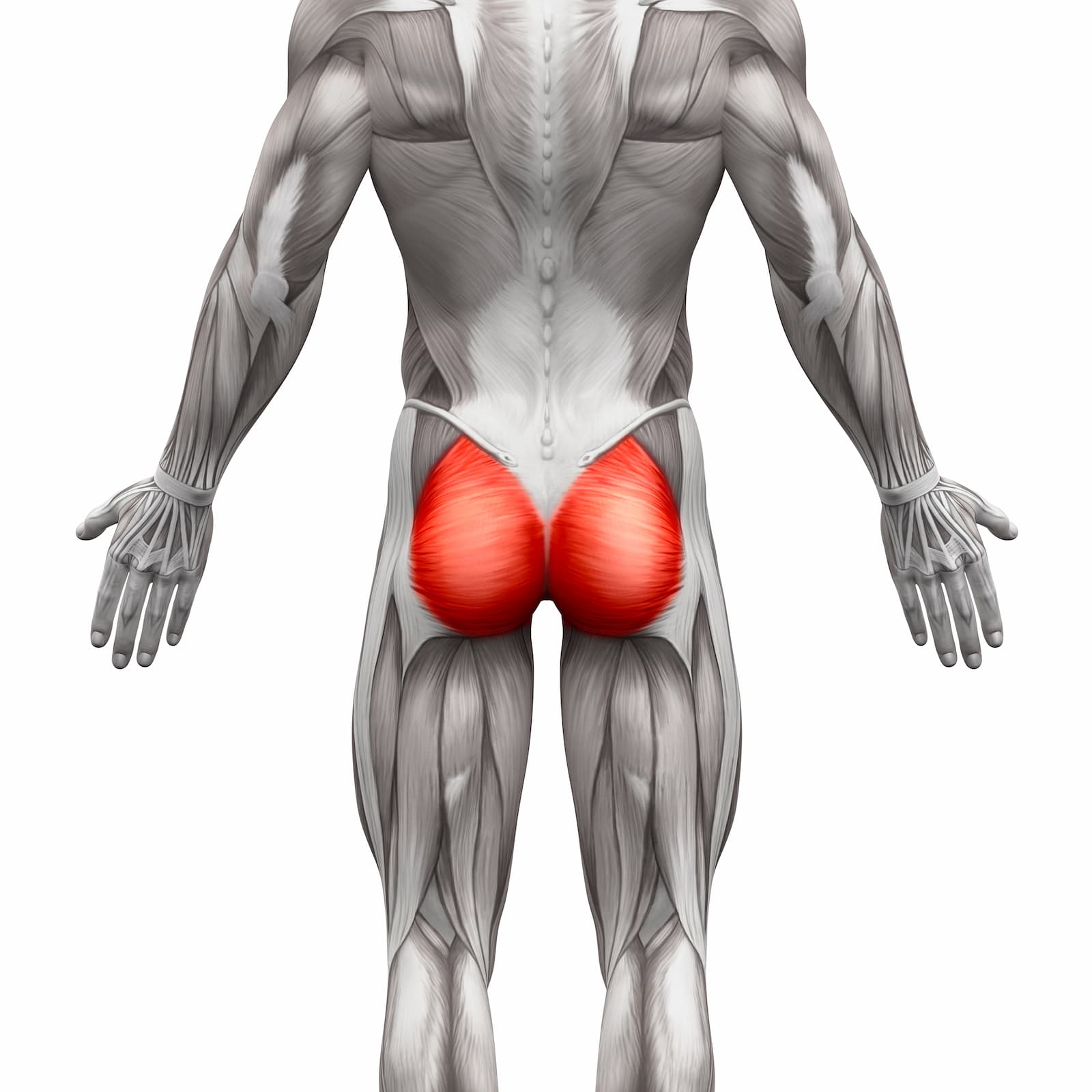 Glutes