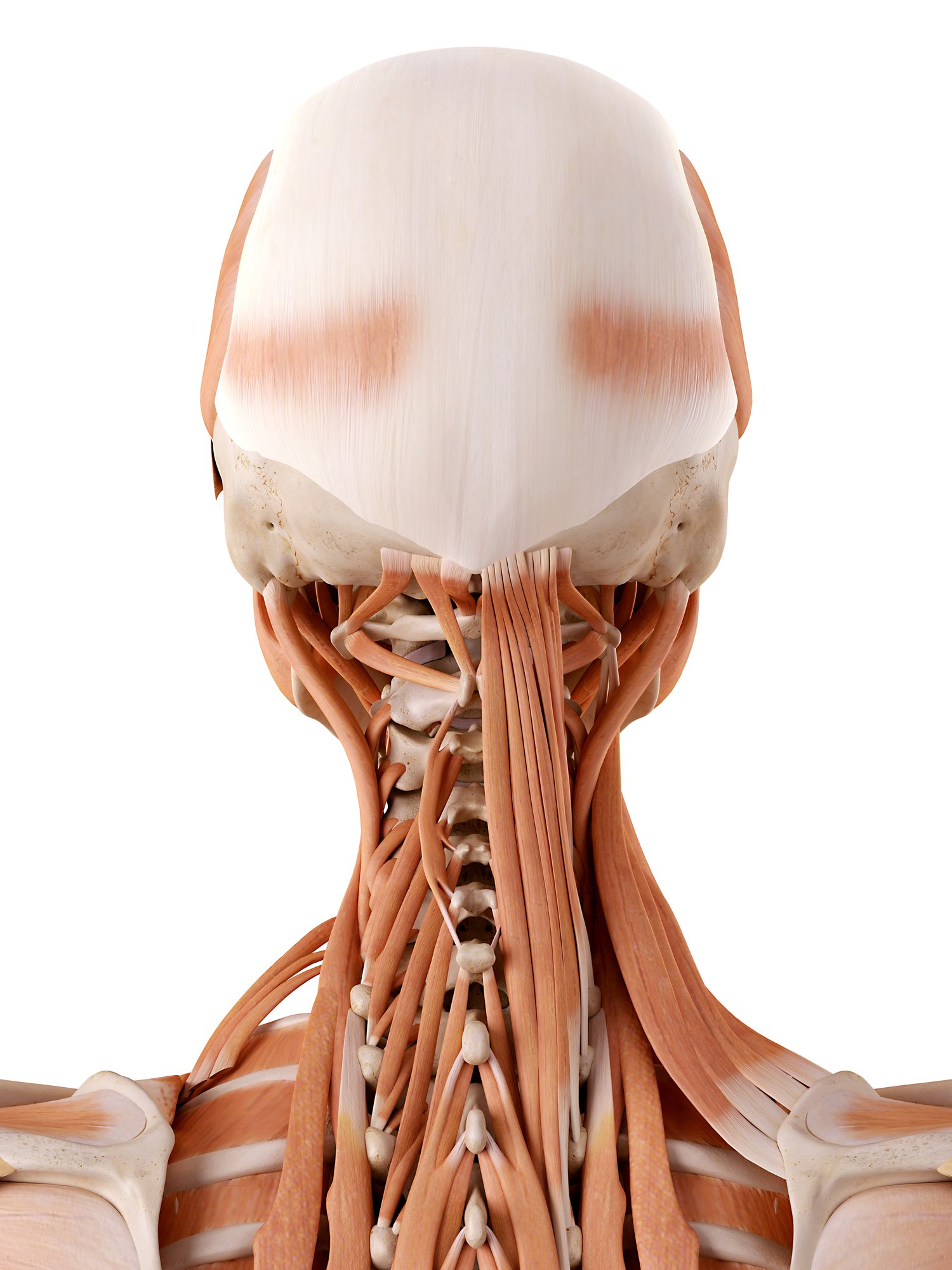 Neck