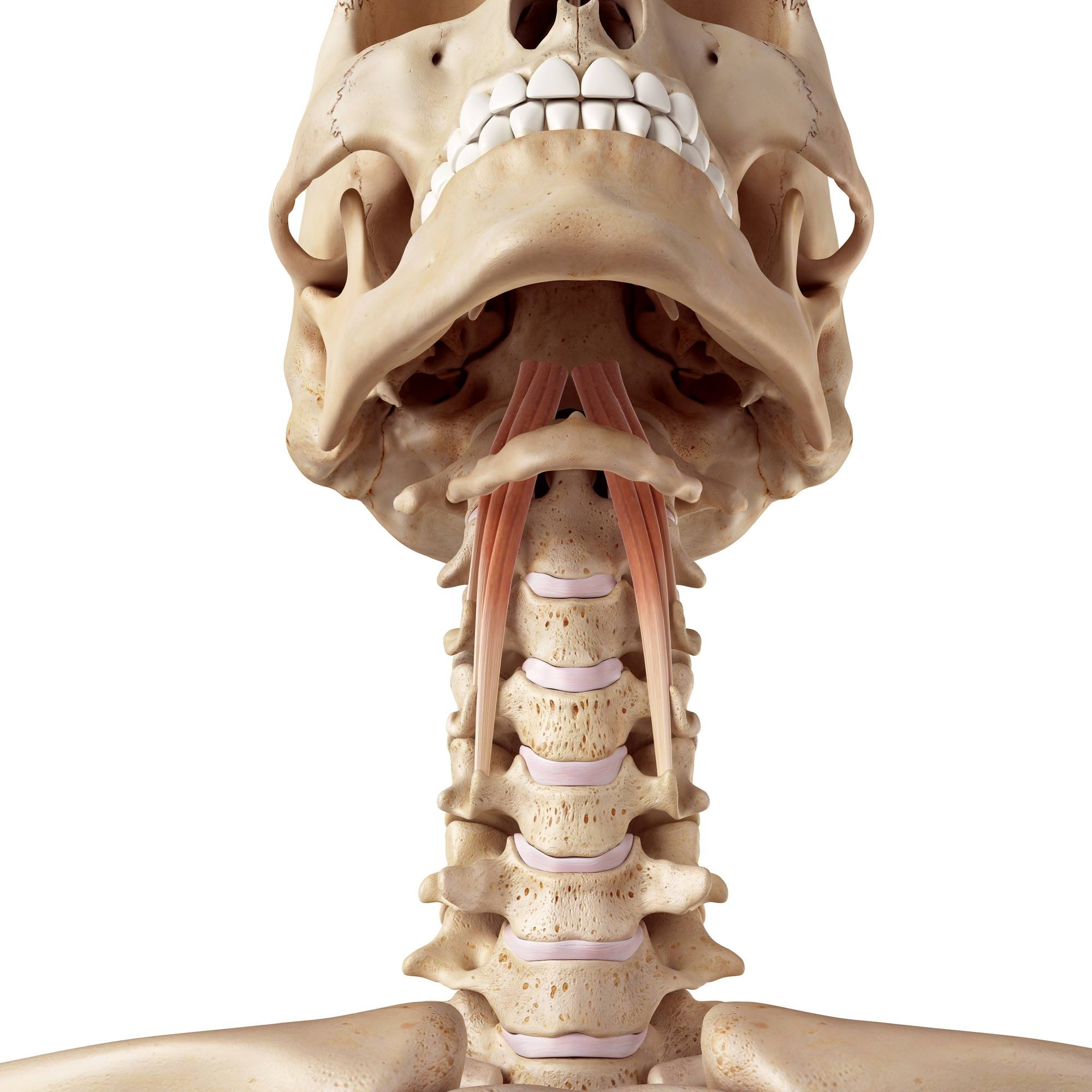 Longus capitis