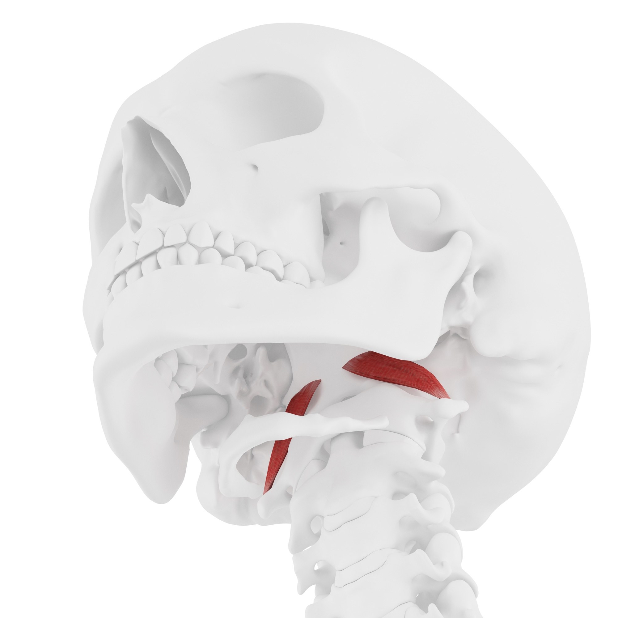Rectus capitis anterior
