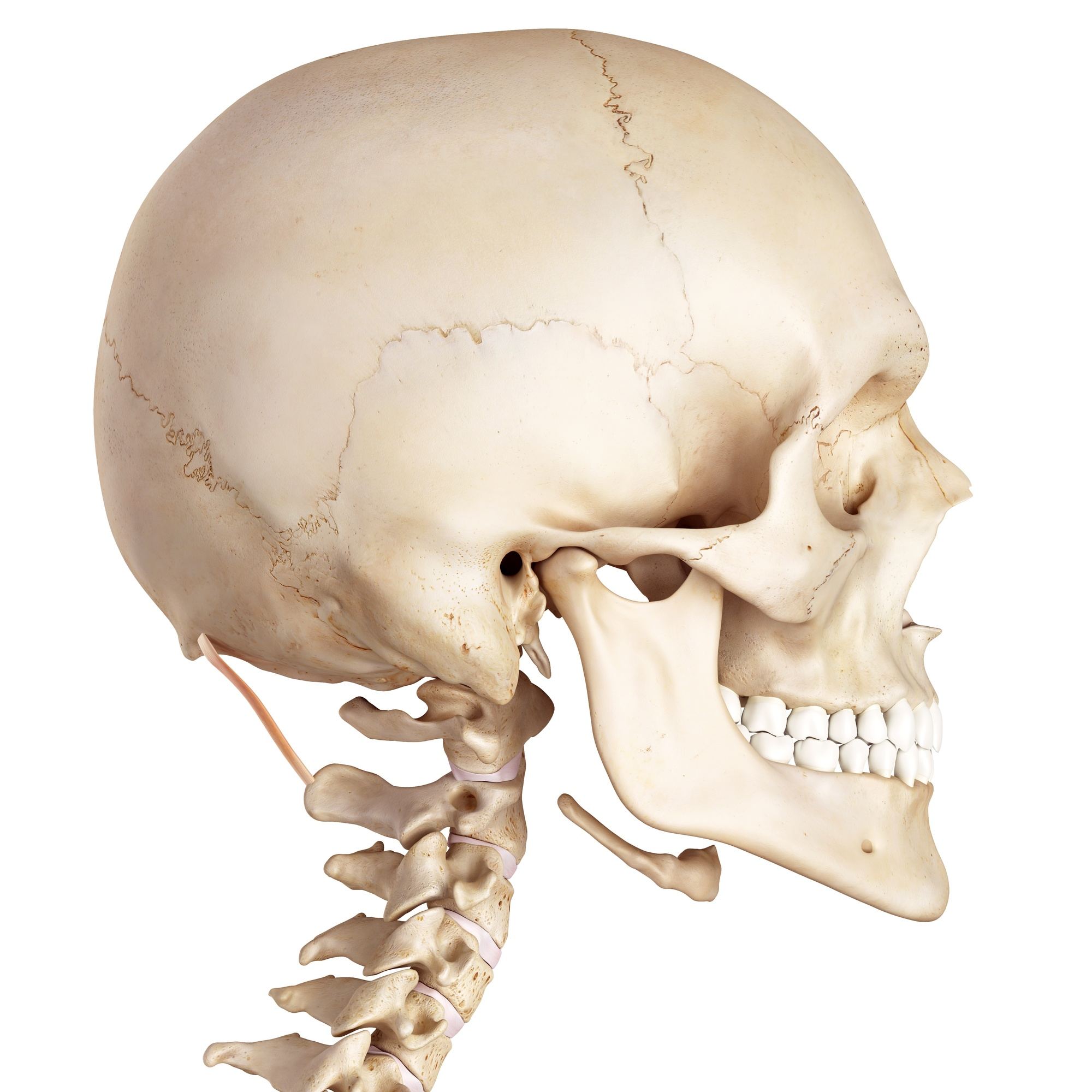 Rectus capitis posterior major