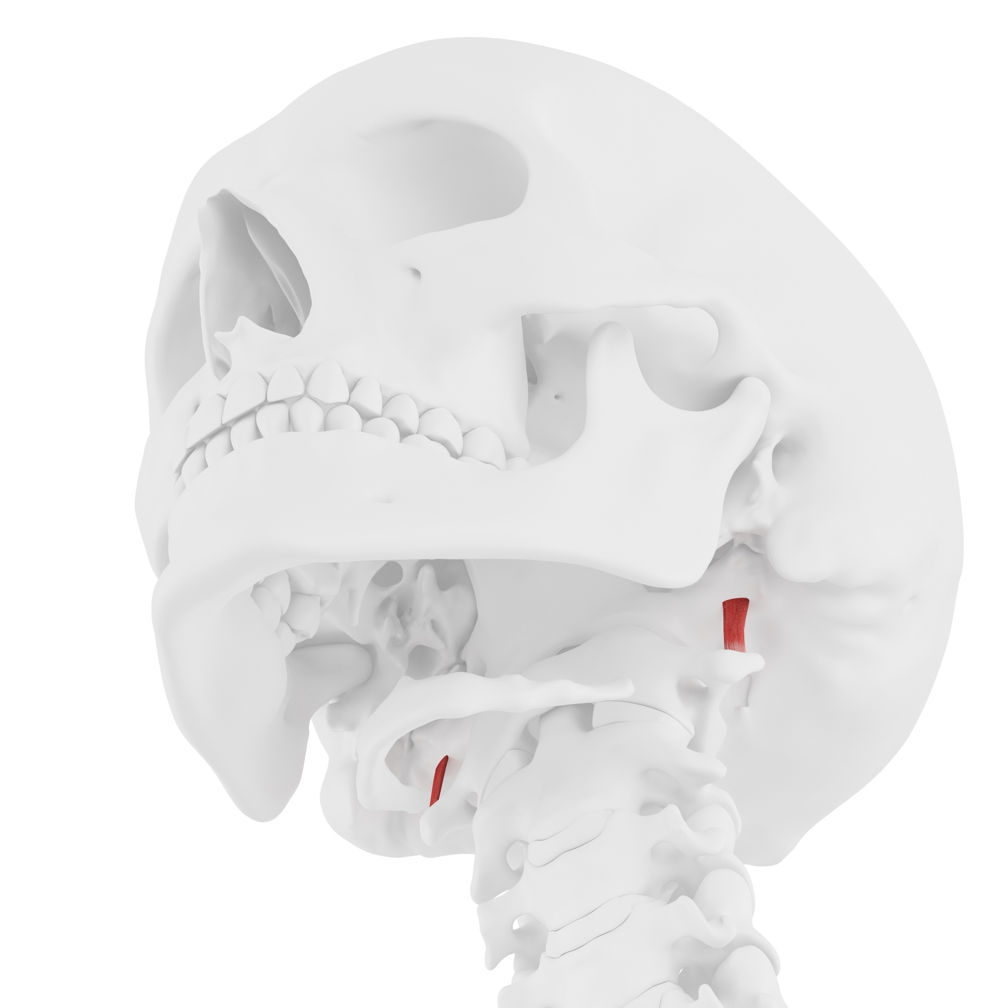 Rectus capitis lateralis