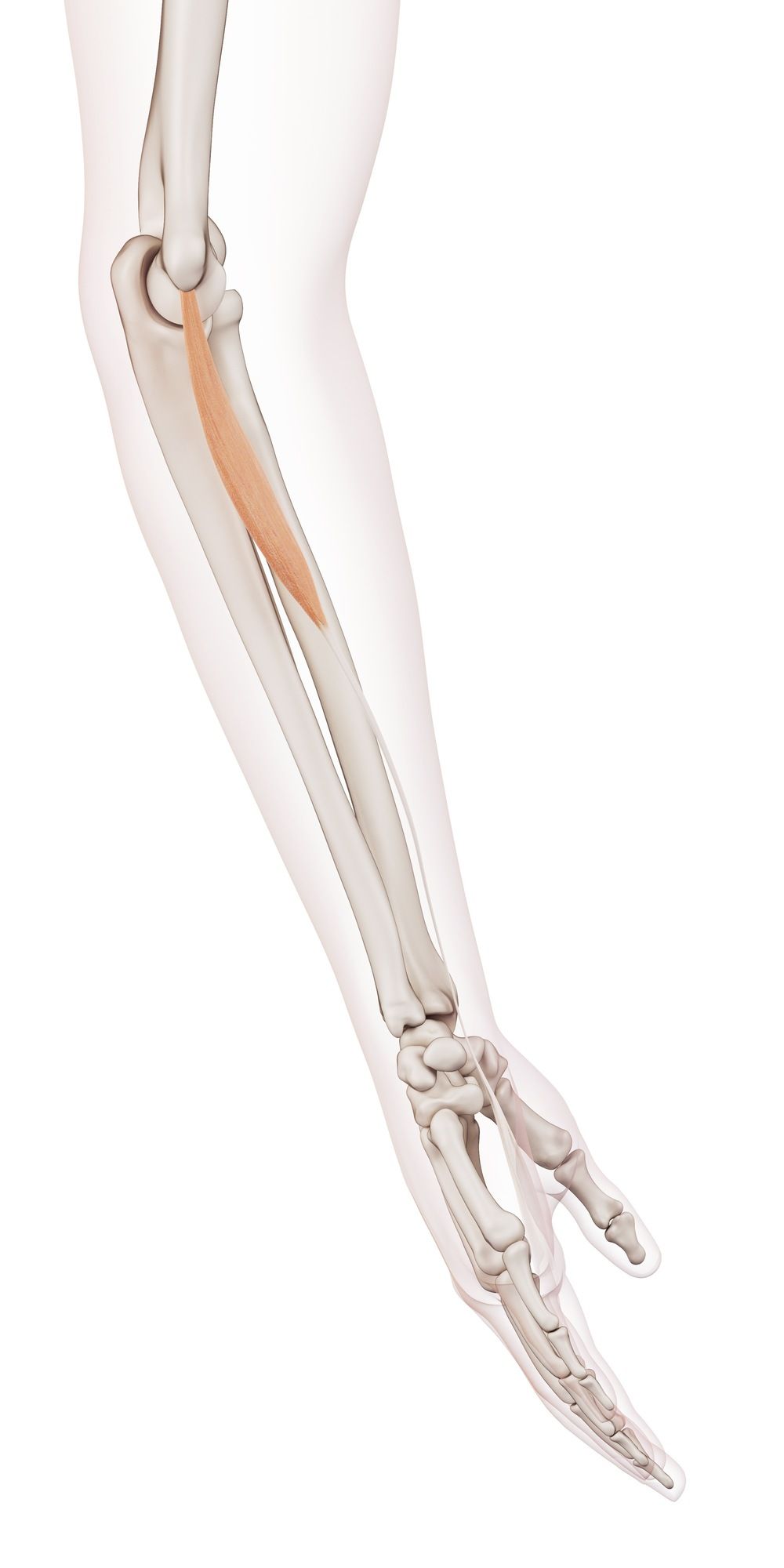 Palmaris longus