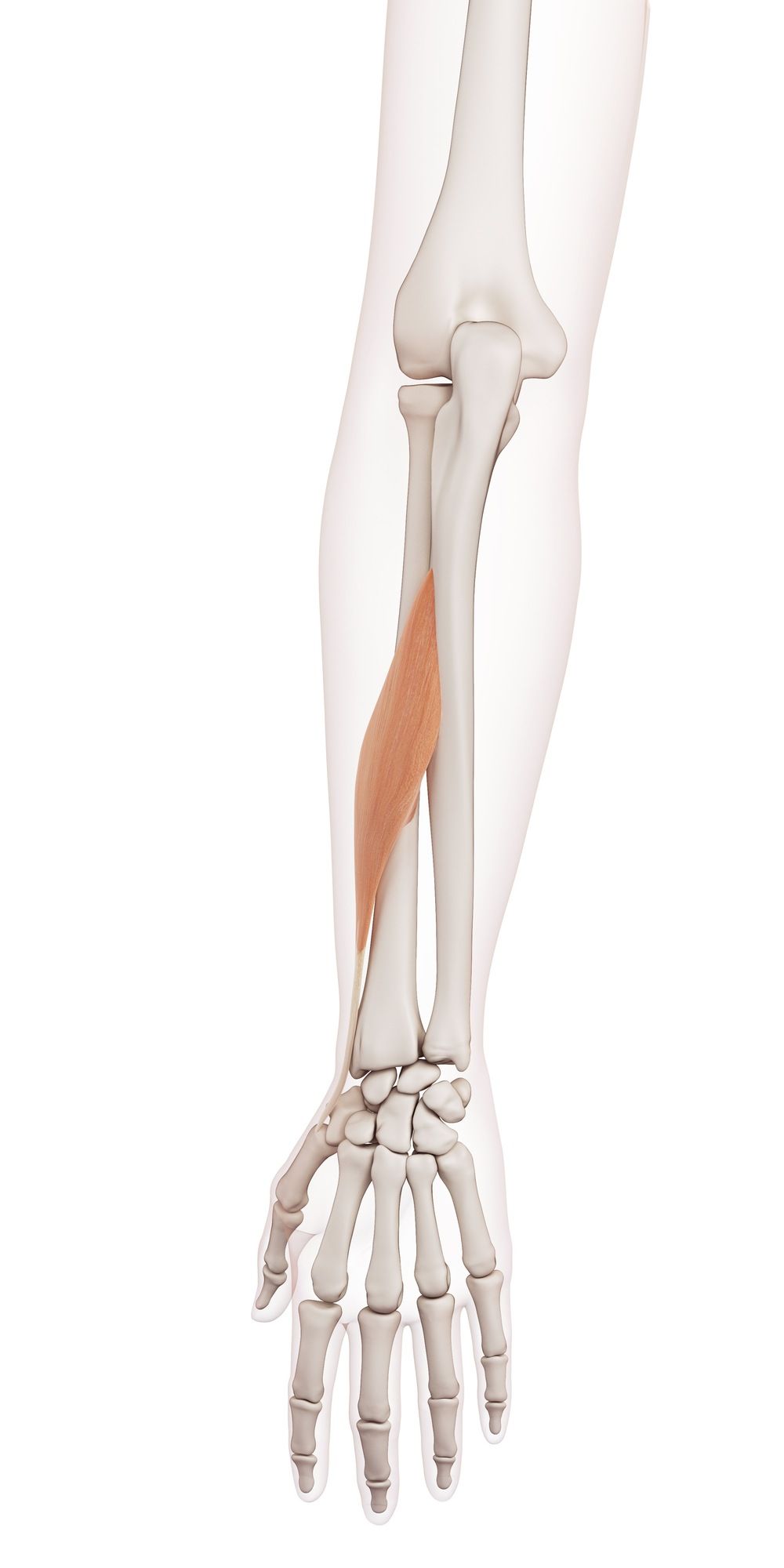 Abductor pollicis longus