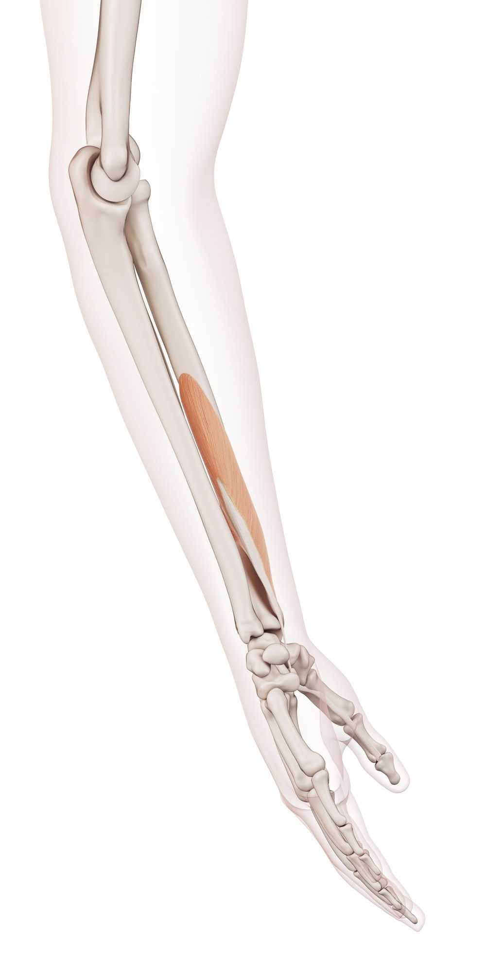 Flexor pollicis longus