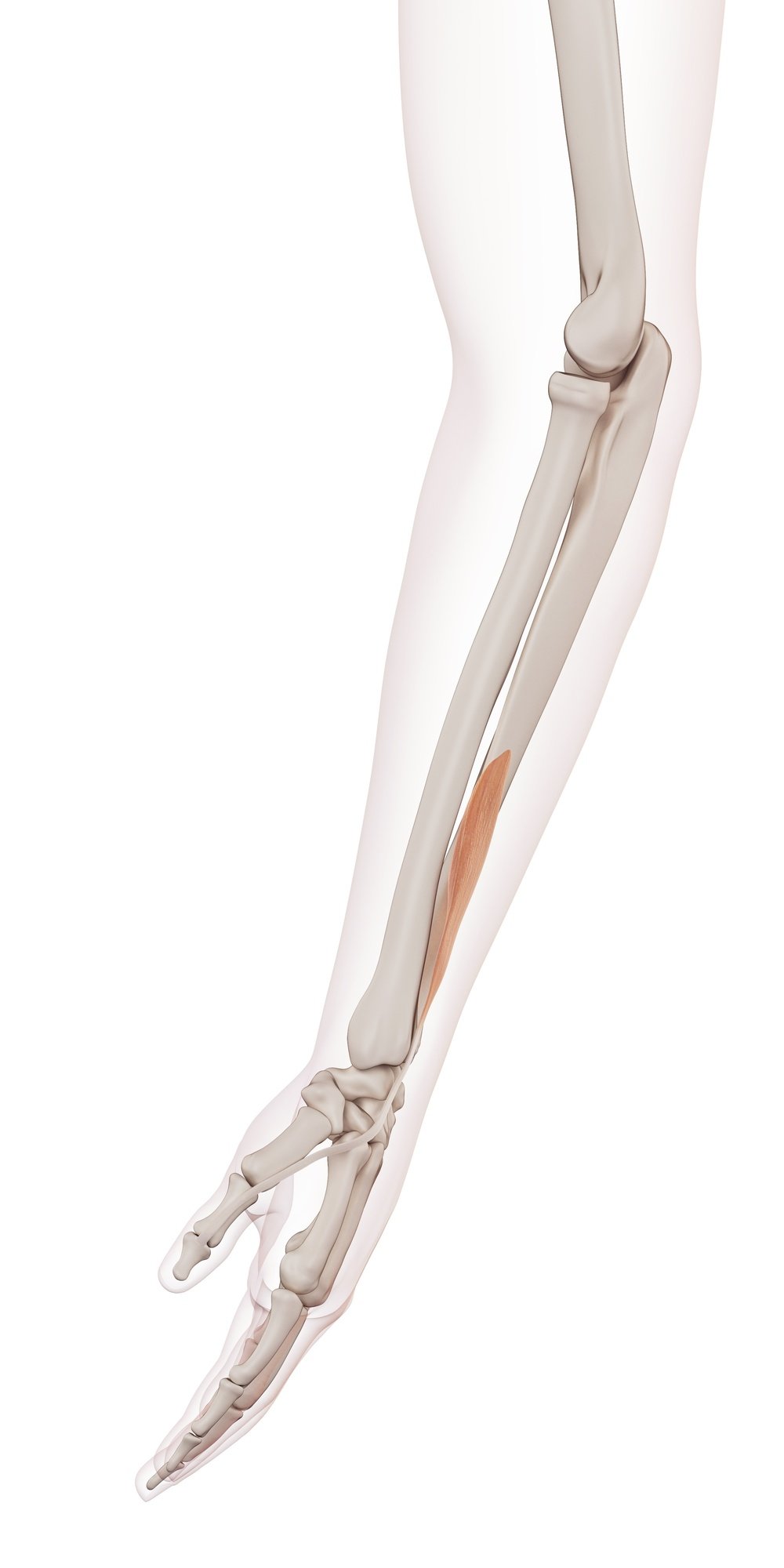 Extensor pollicis longus