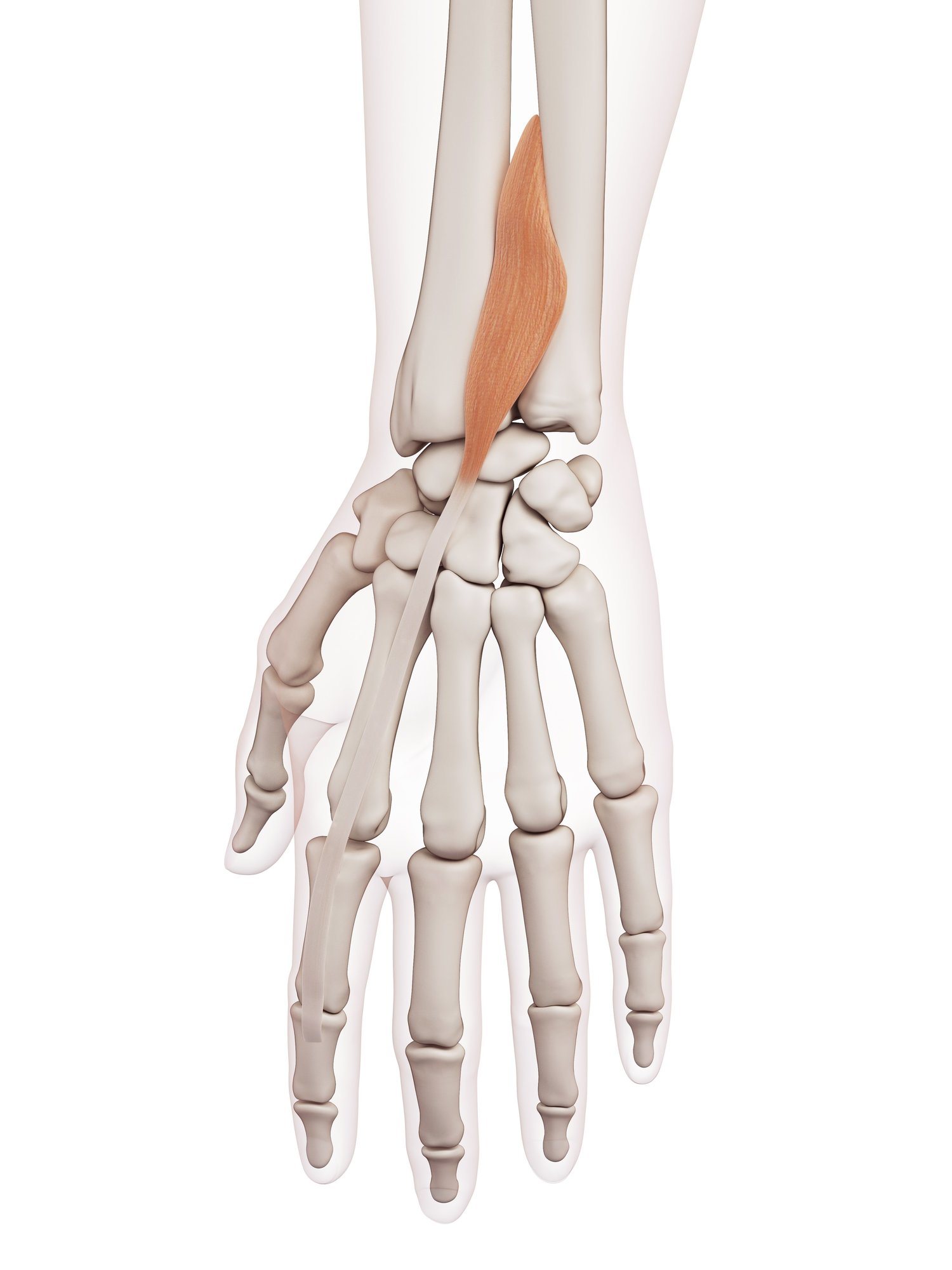Extensor indicis