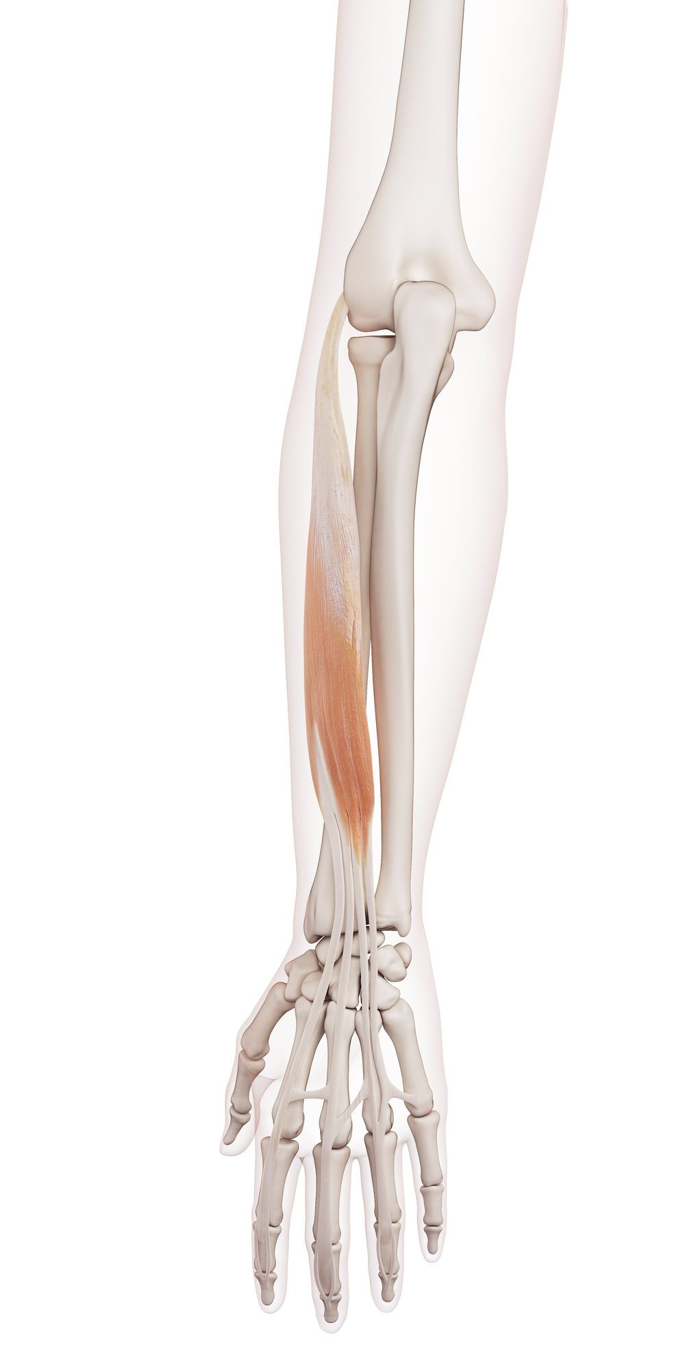 Extensor digitorum