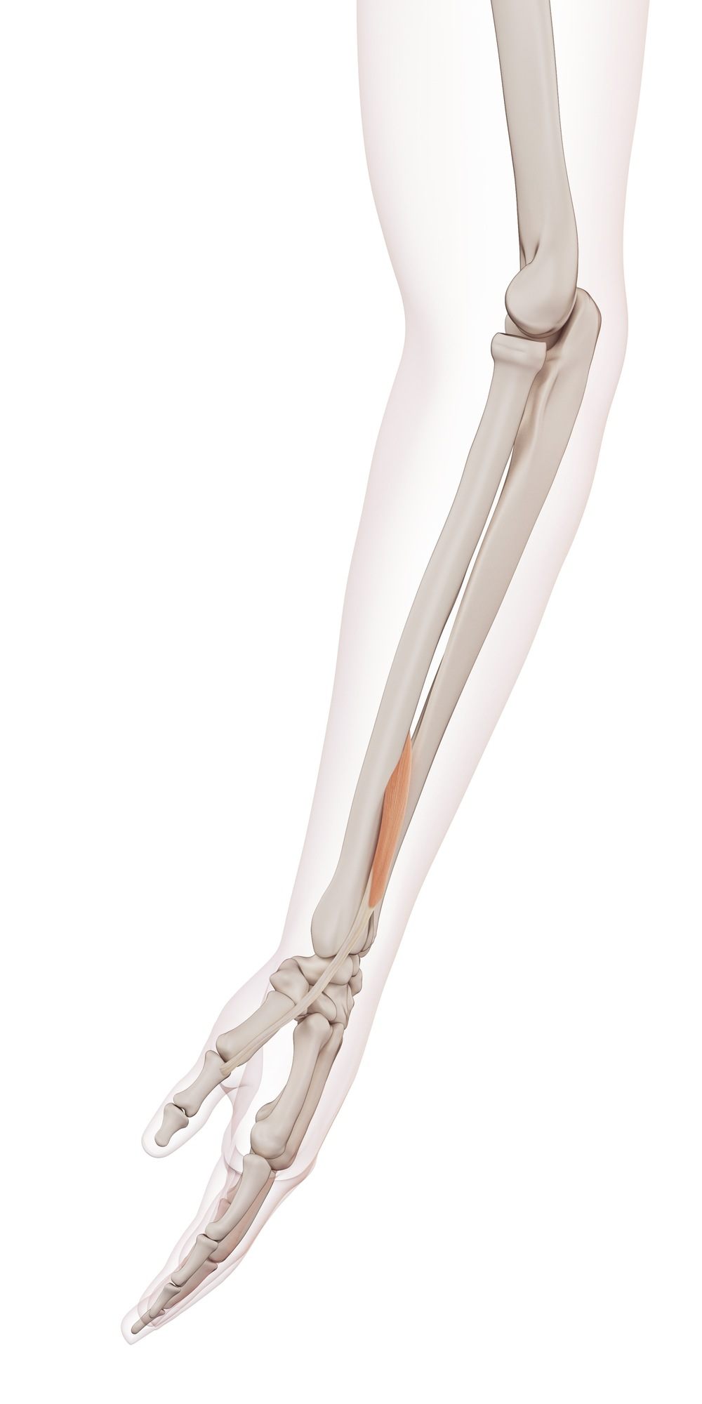Extensor pollicis brevis