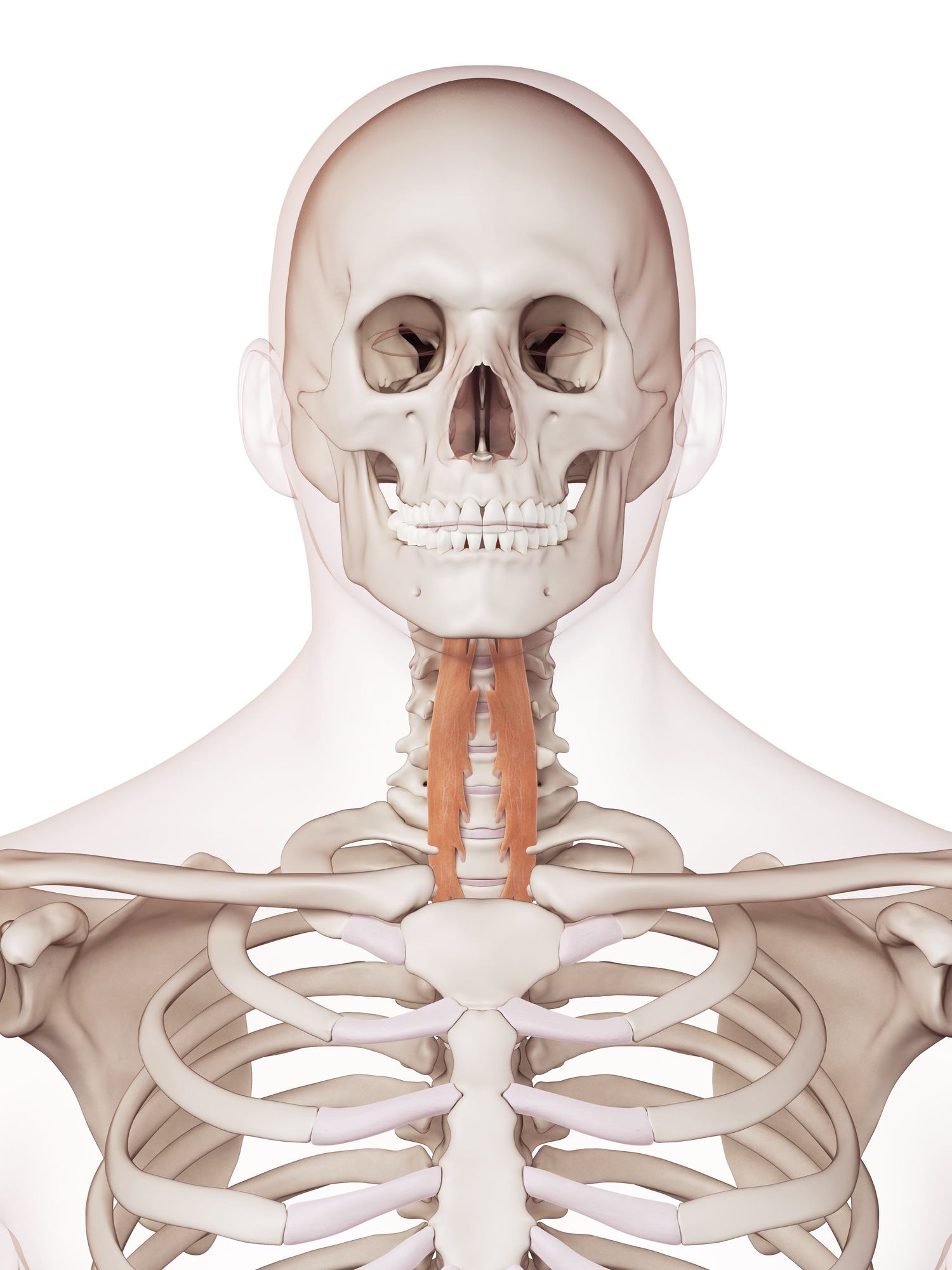 Longus colli