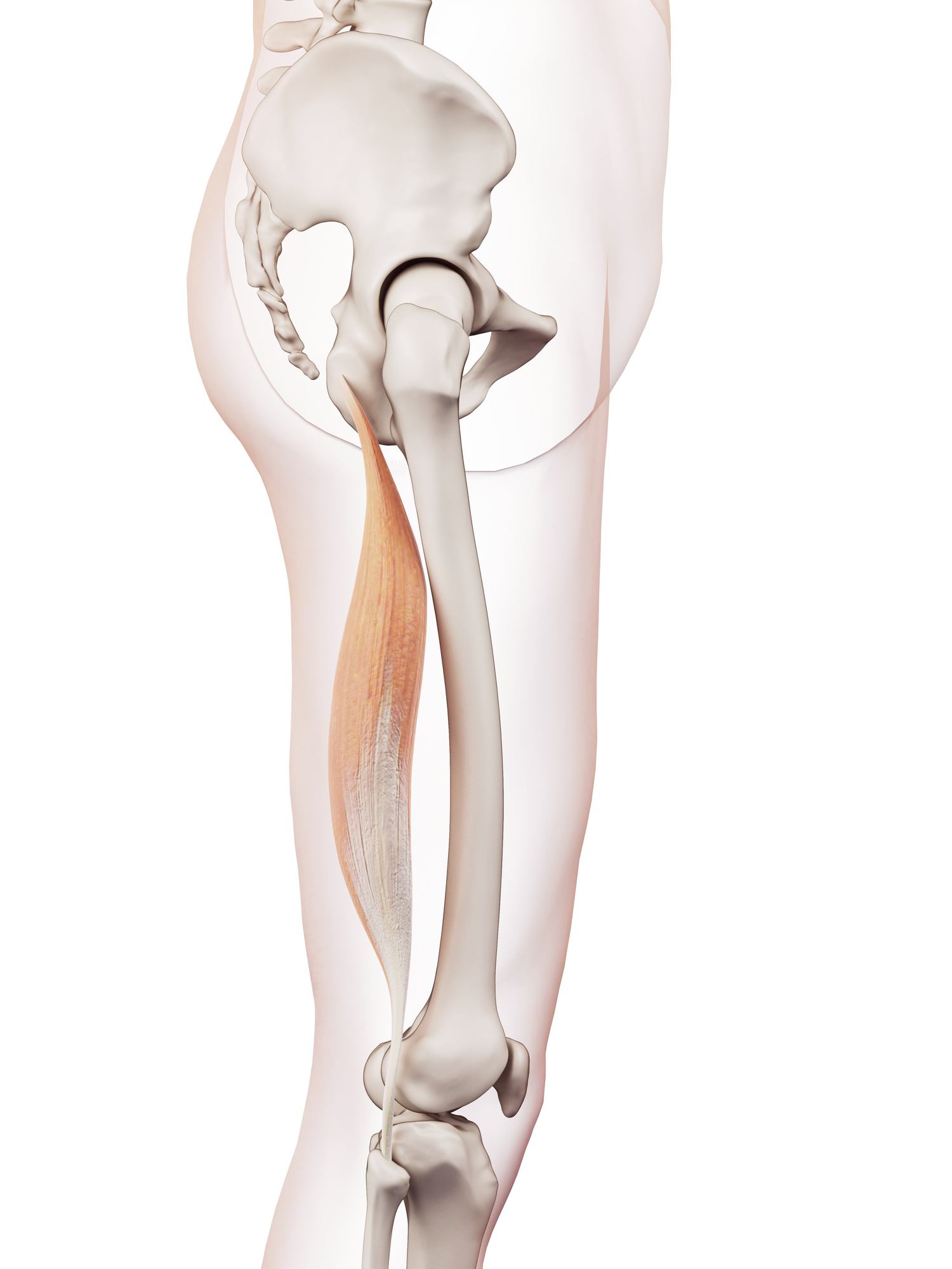 Biceps femoris (long)