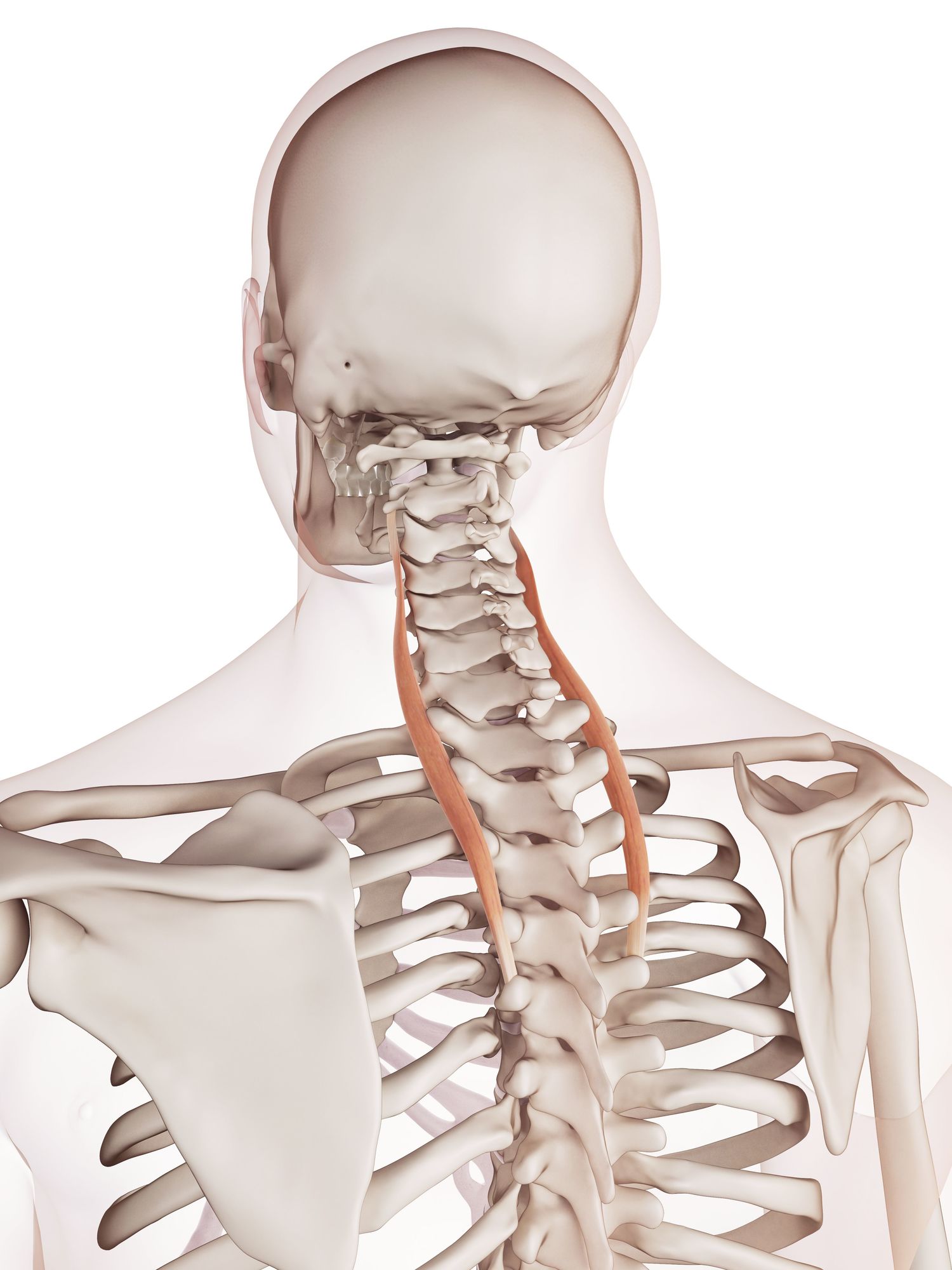 Longissimus cervicis