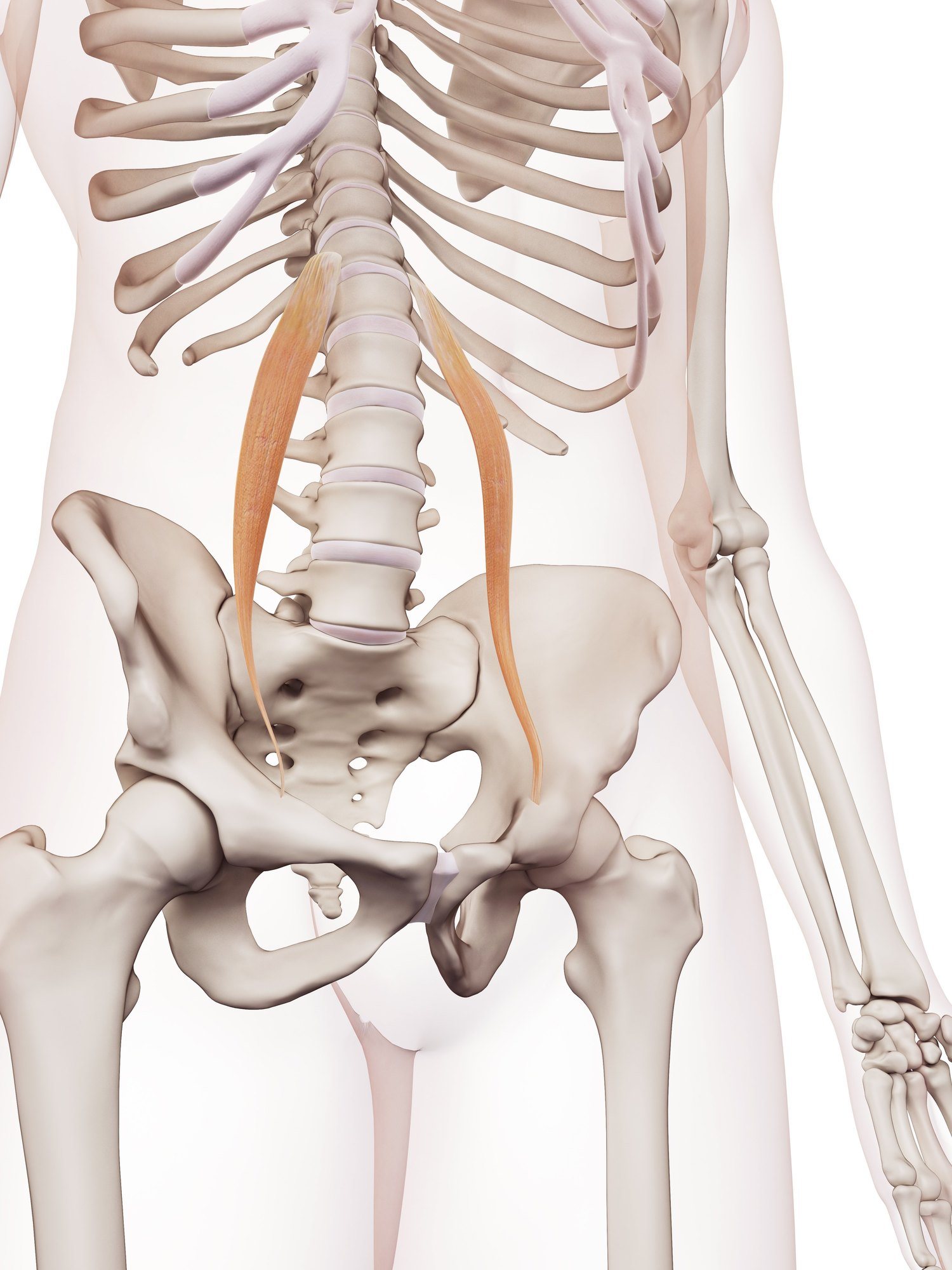 Psoas minor