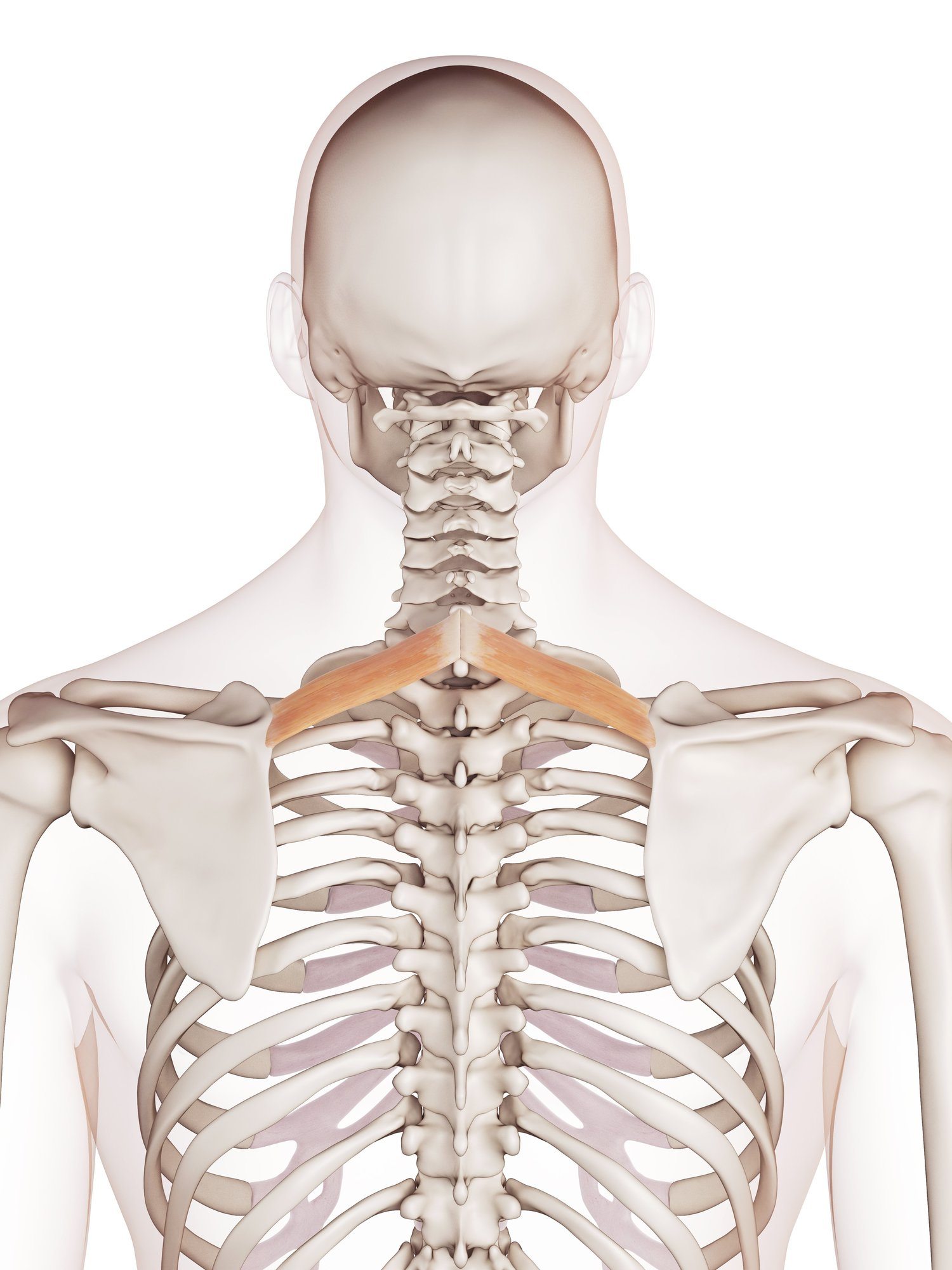 Rhomboid minor