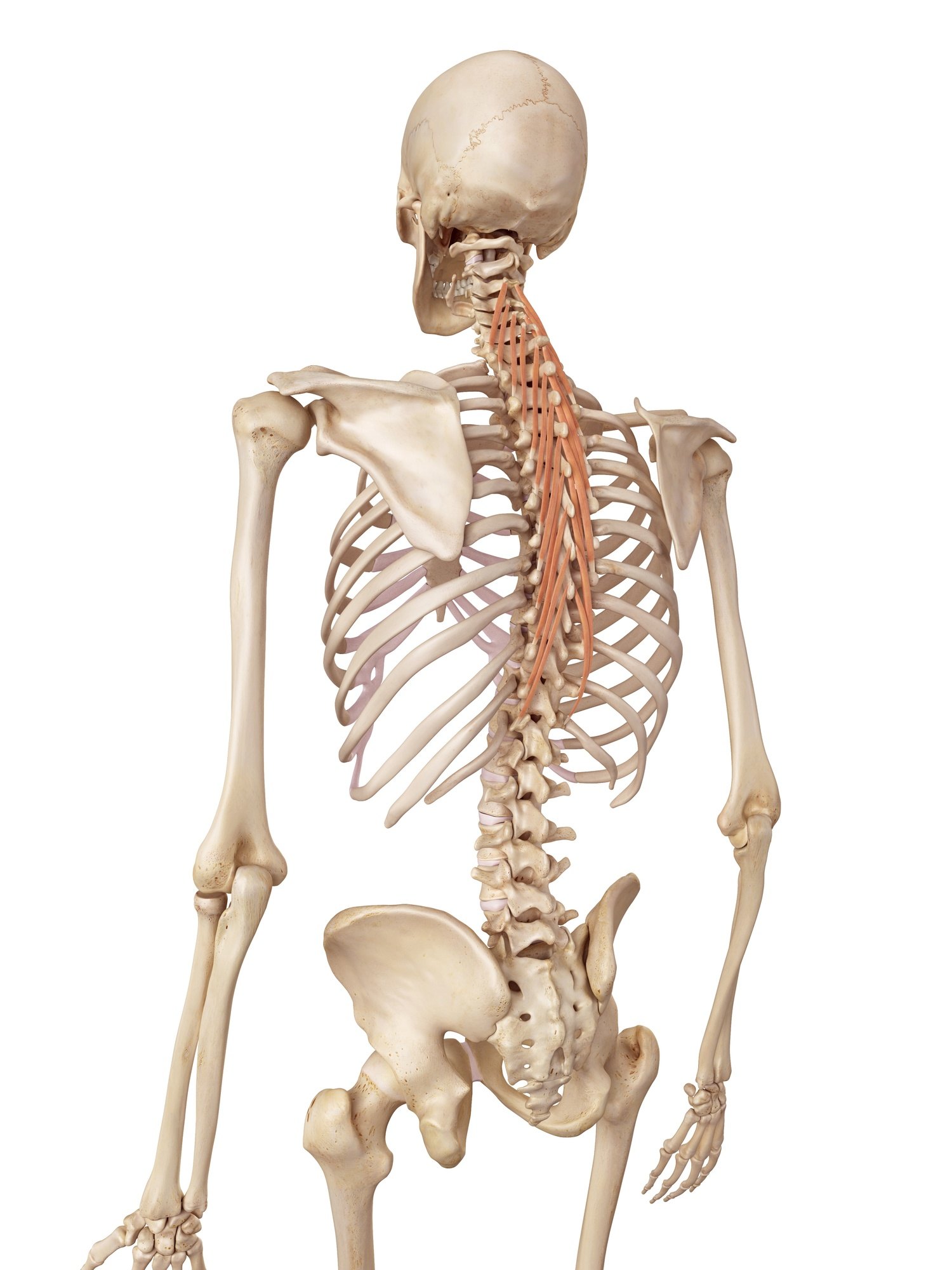 Semispinalis thoracis
