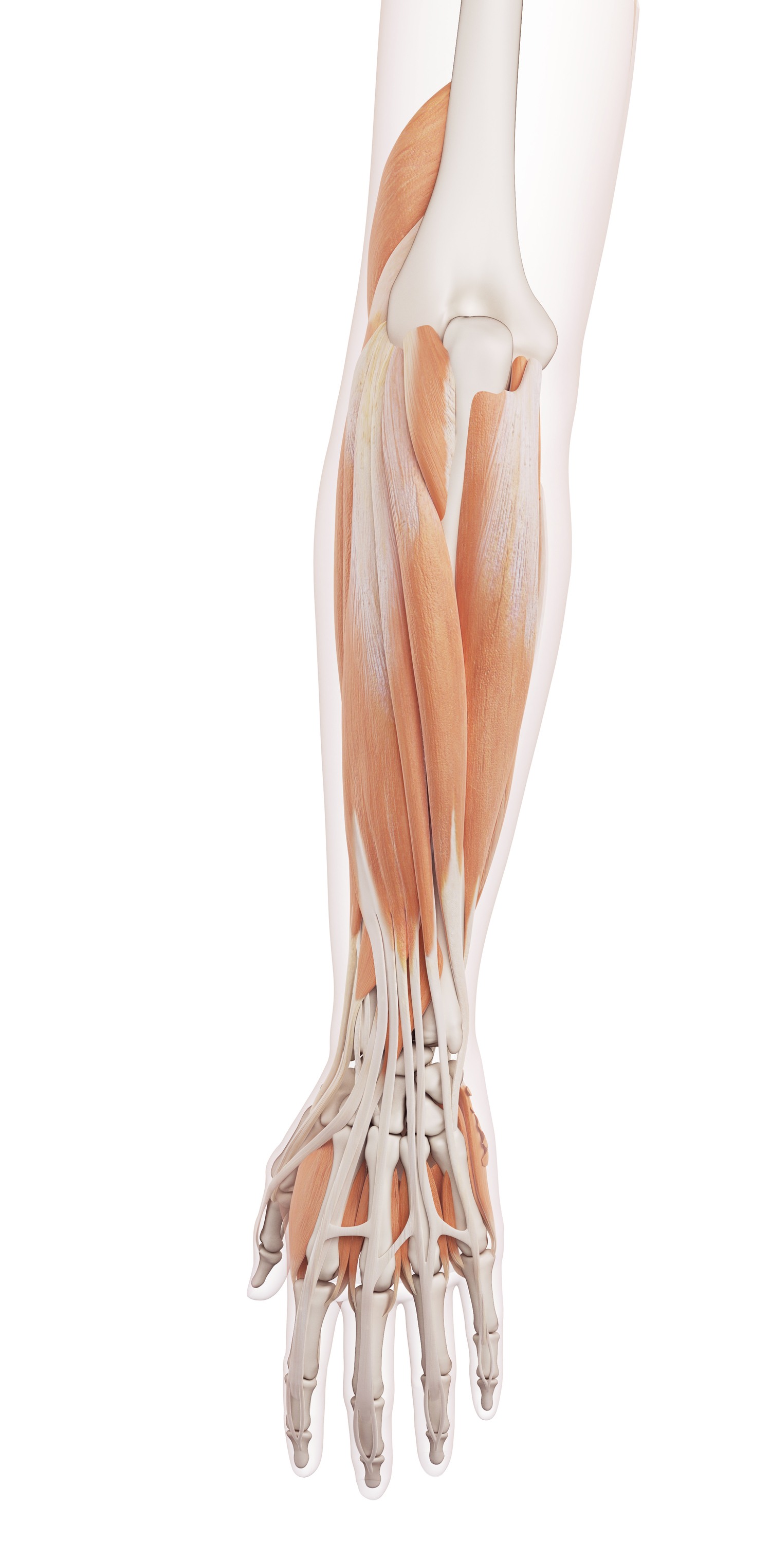 Forearms
