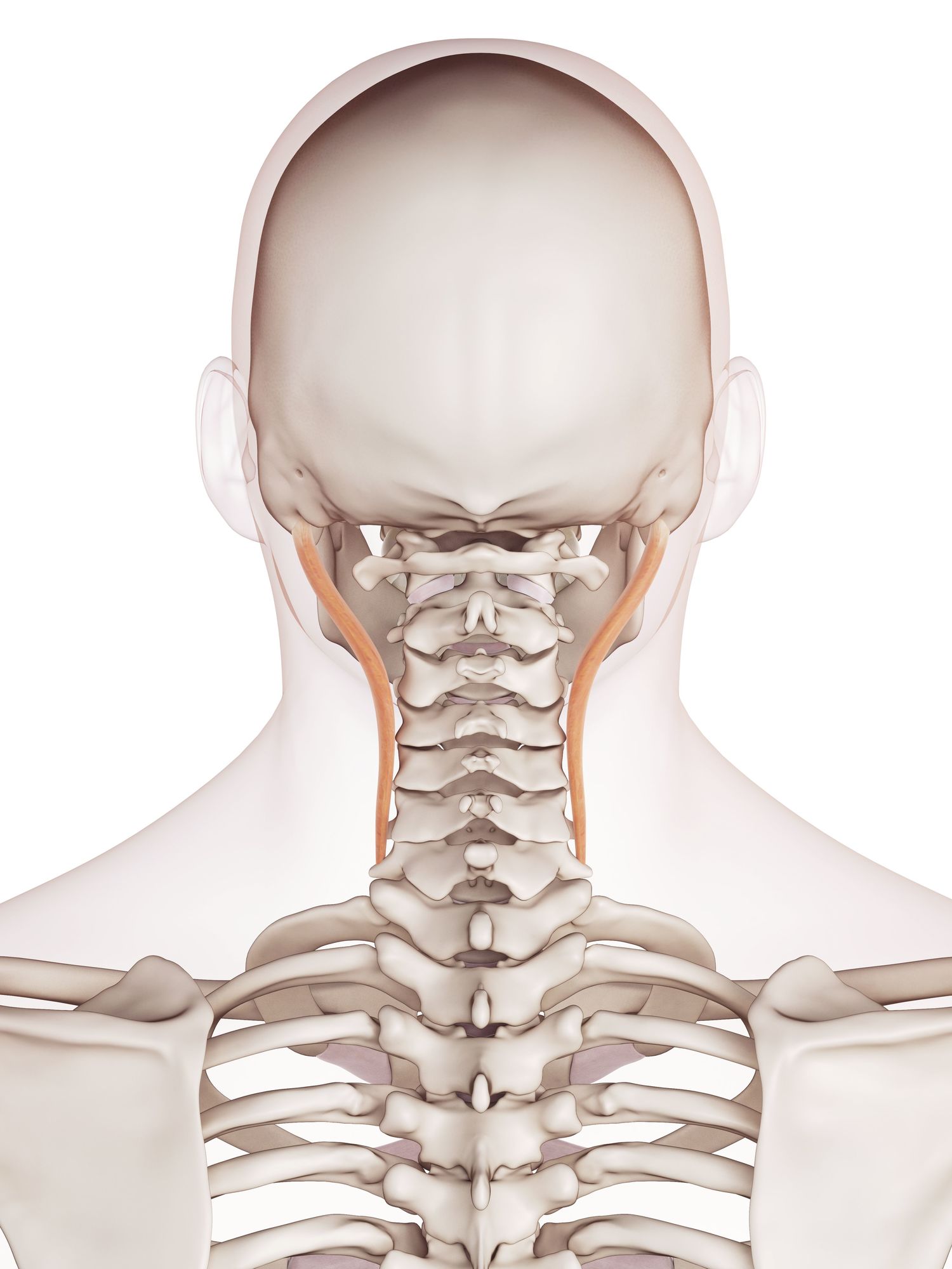 Longissimus capitis