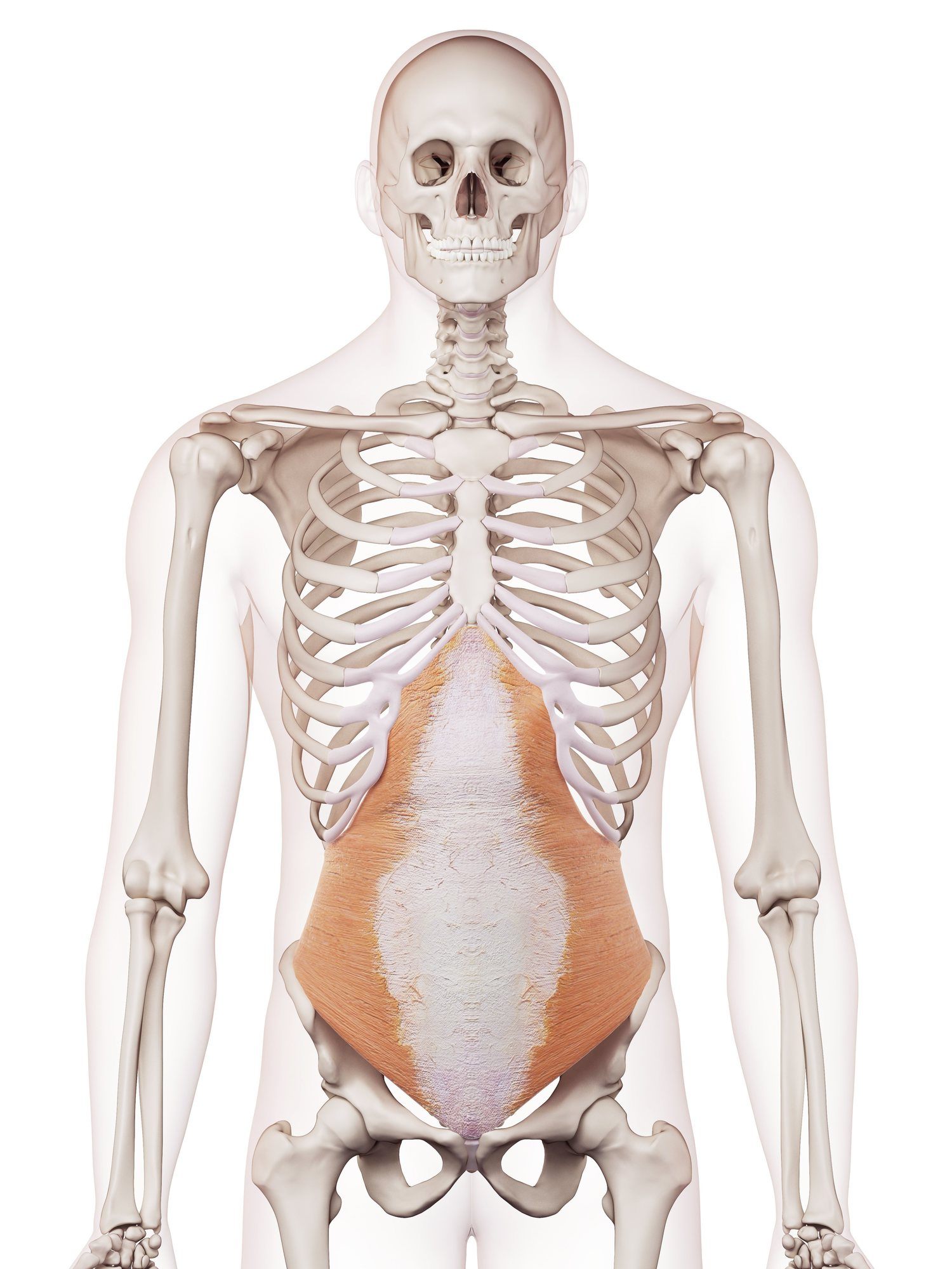 Transversus abdominis